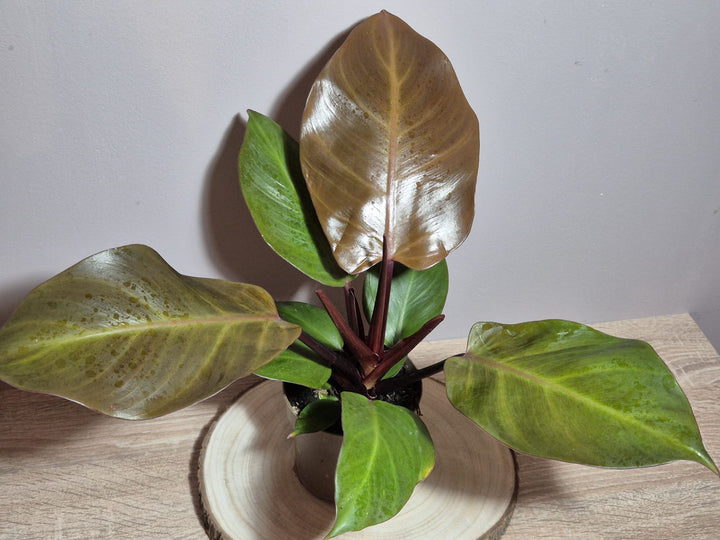 Philodendron Cherry Red