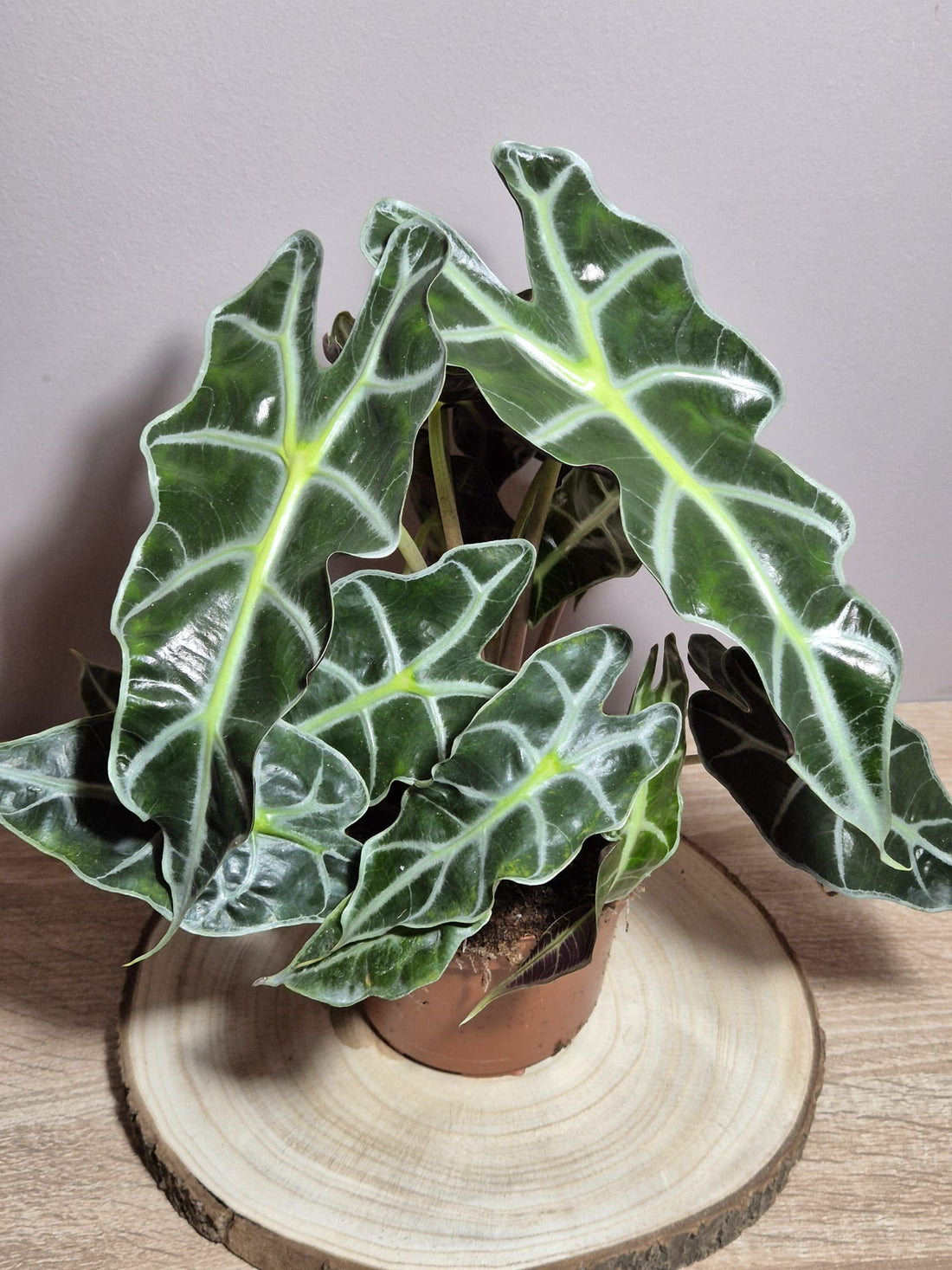 Alocasia Polly