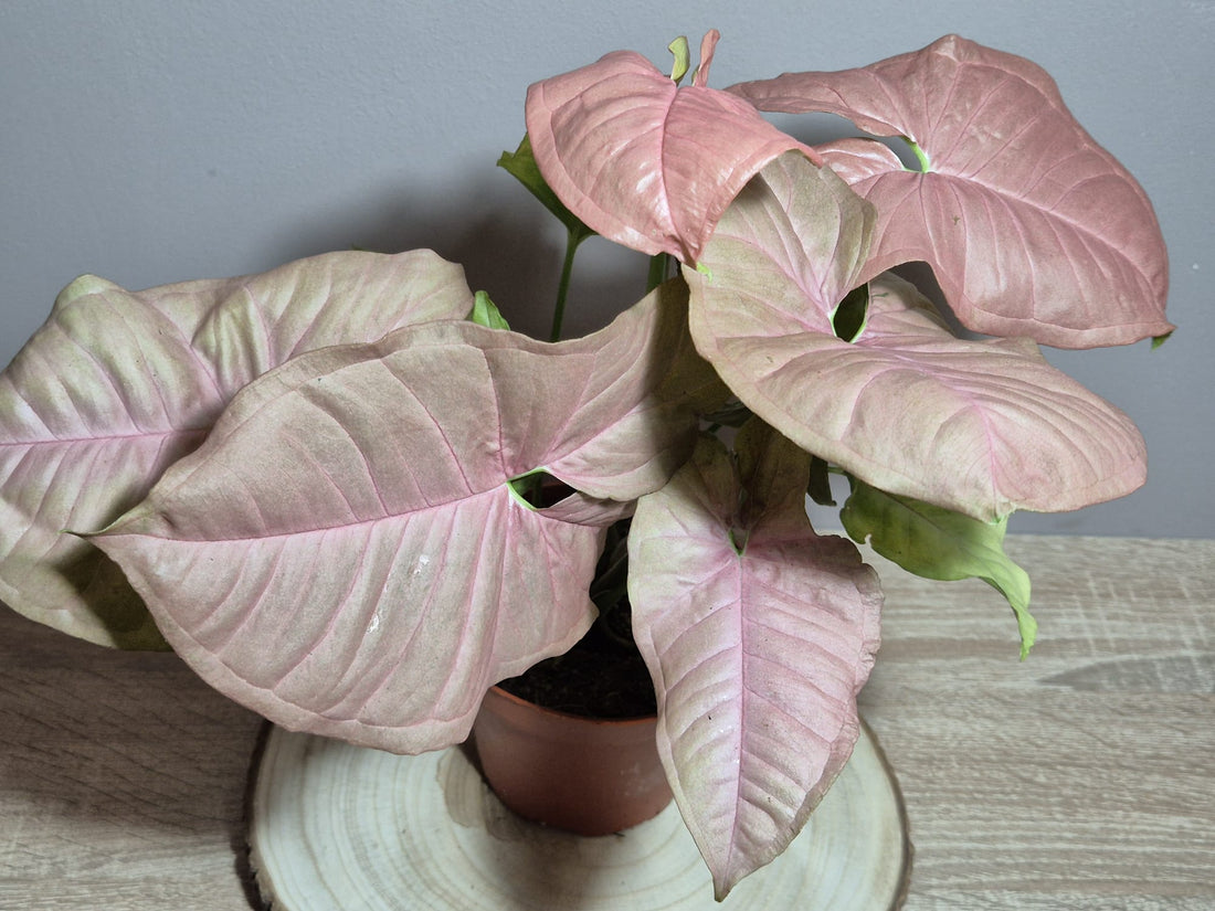 Syngonium Neon