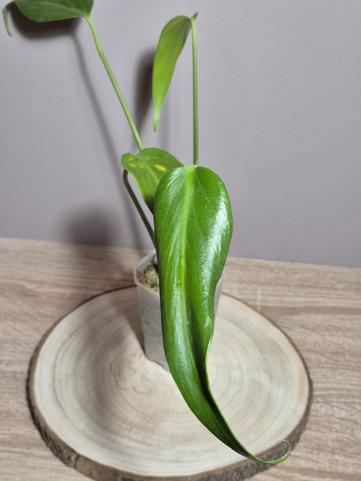 Monstera Burle Marx Flame