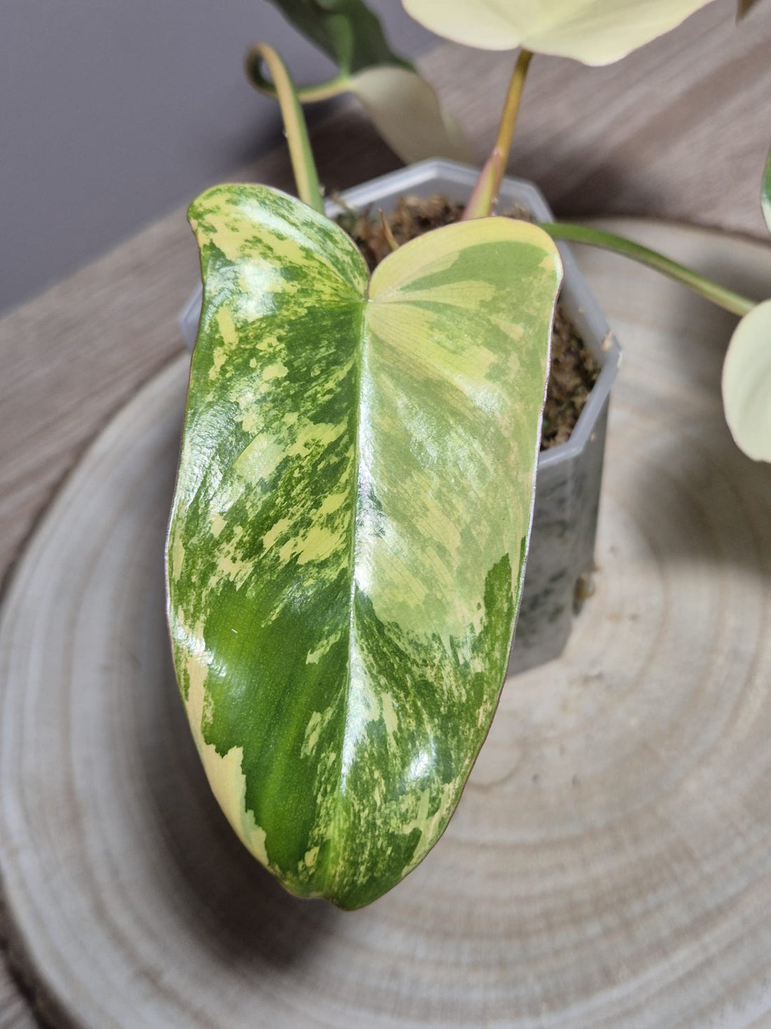 Philodendron Florida Beauty x Paraiso Verde Variegata