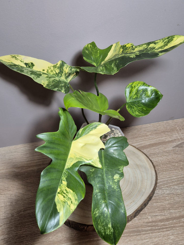 Philodendron Florida Beauty x Mayoi