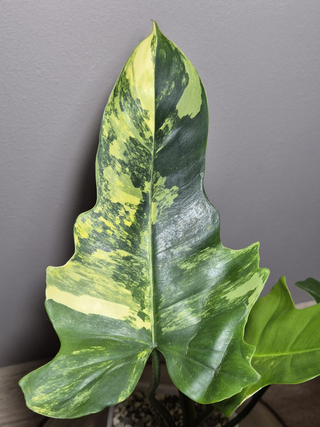 Philodendron Florida Beauty x Mayoi