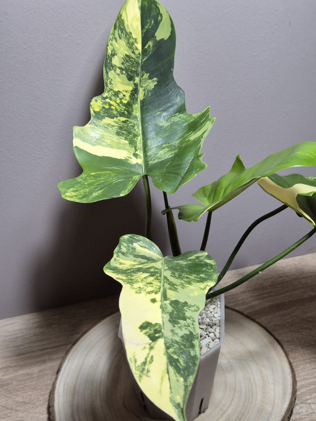 Philodendron Florida Beauty x Mayoi