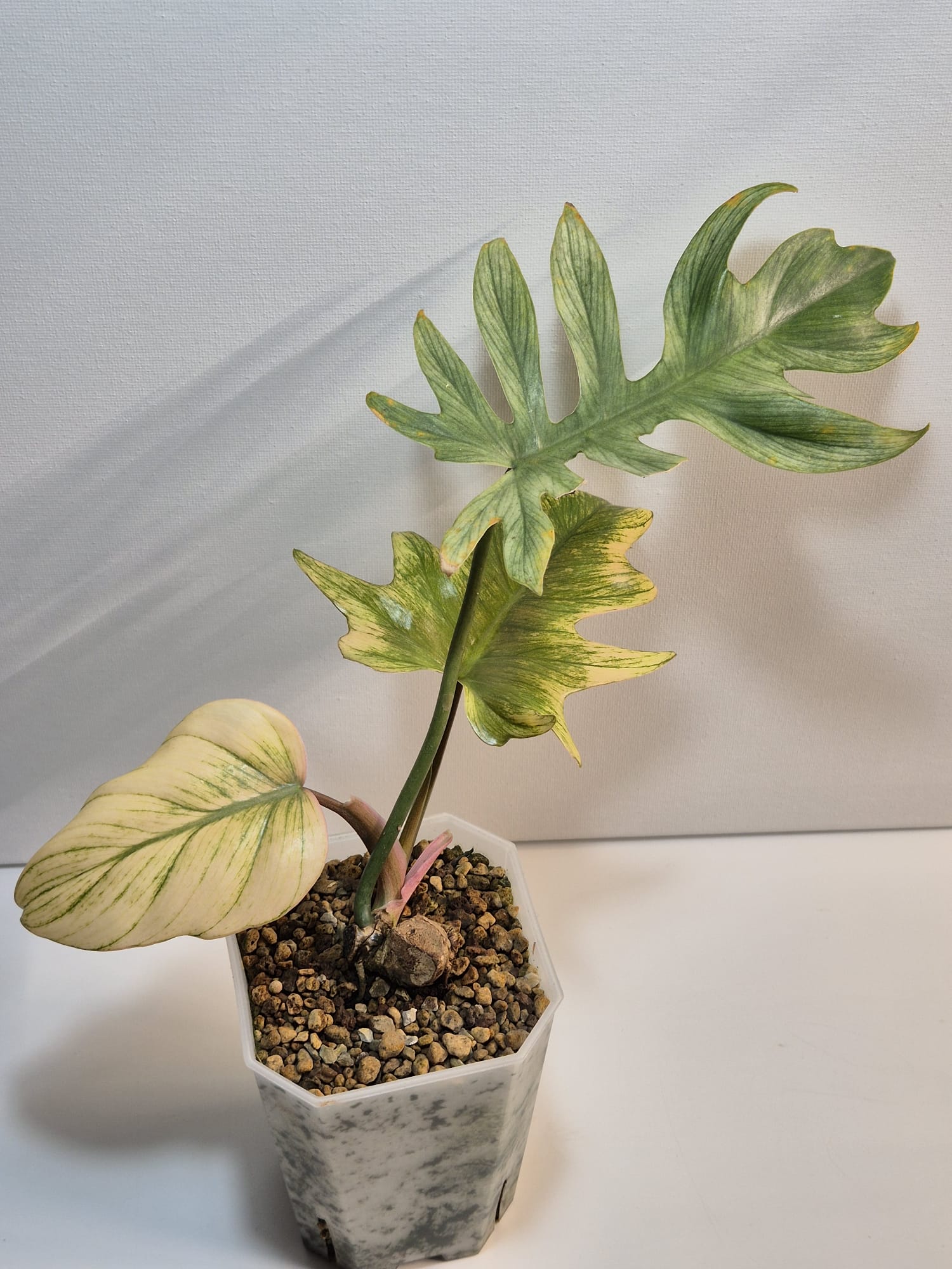 Philodendron Squamiferum x Mayoi