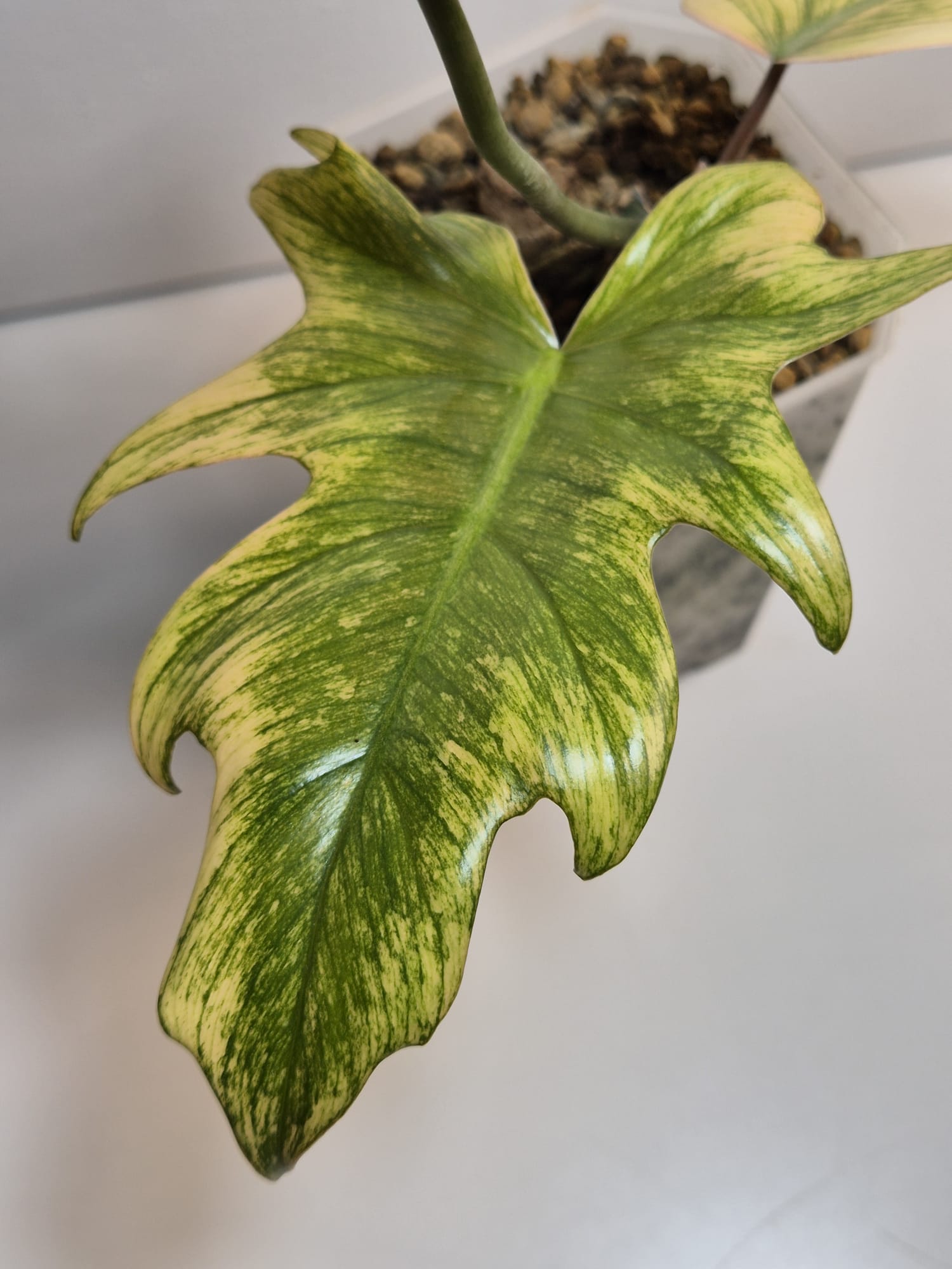 Philodendron Squamiferum x Mayoi
