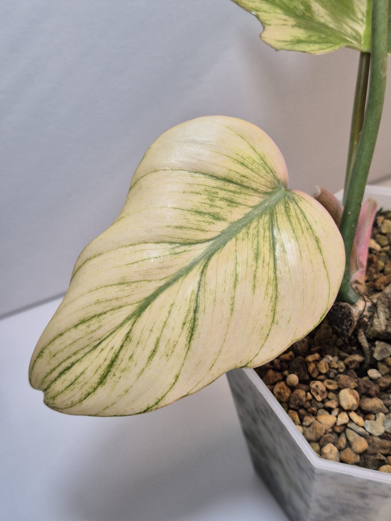 Philodendron Squamiferum x Mayoi