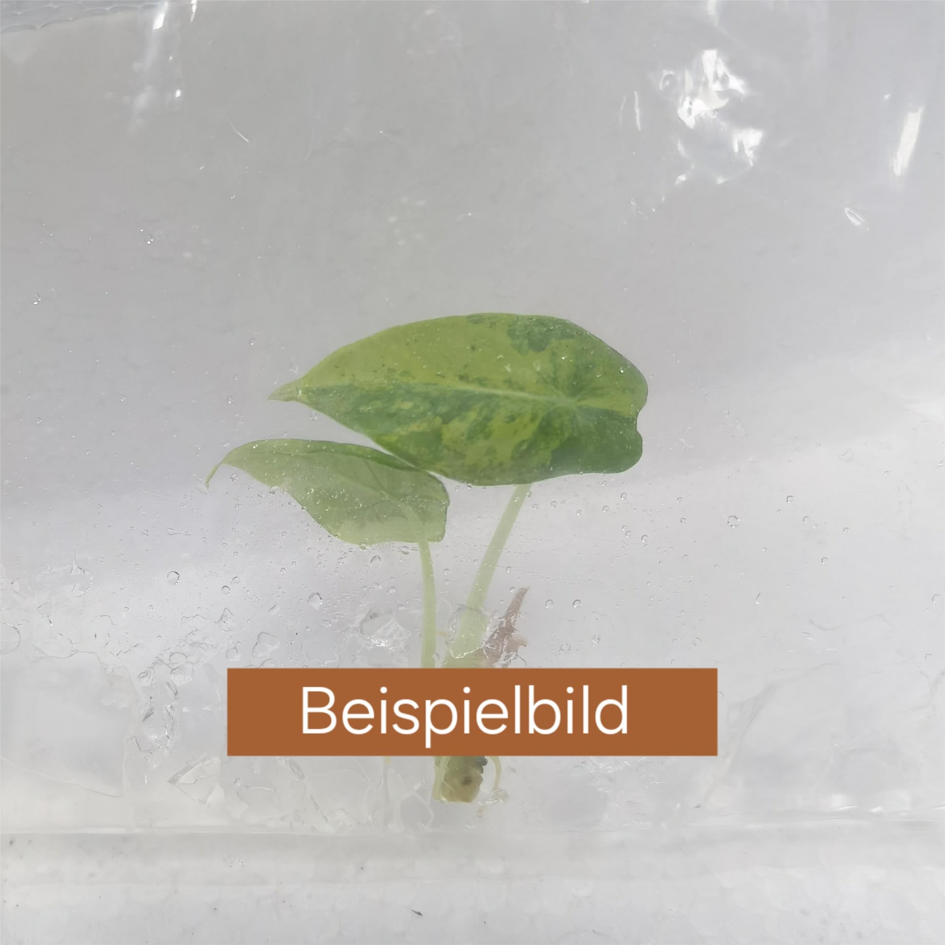 TC Pflanze im Beutel/ Alocasia/ Monstera