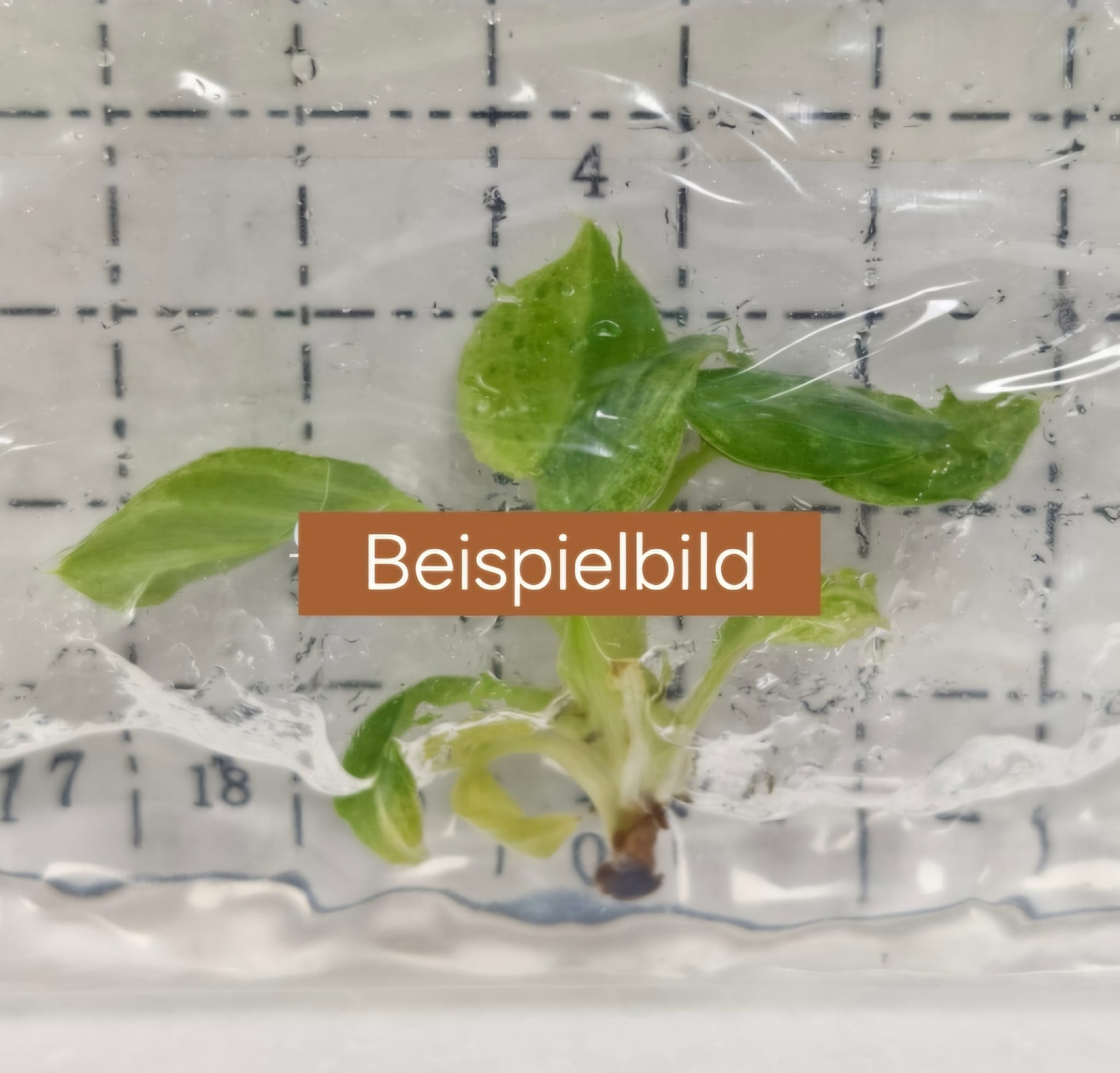 TC Pflanze im Beutel/ Alocasia/ Monstera