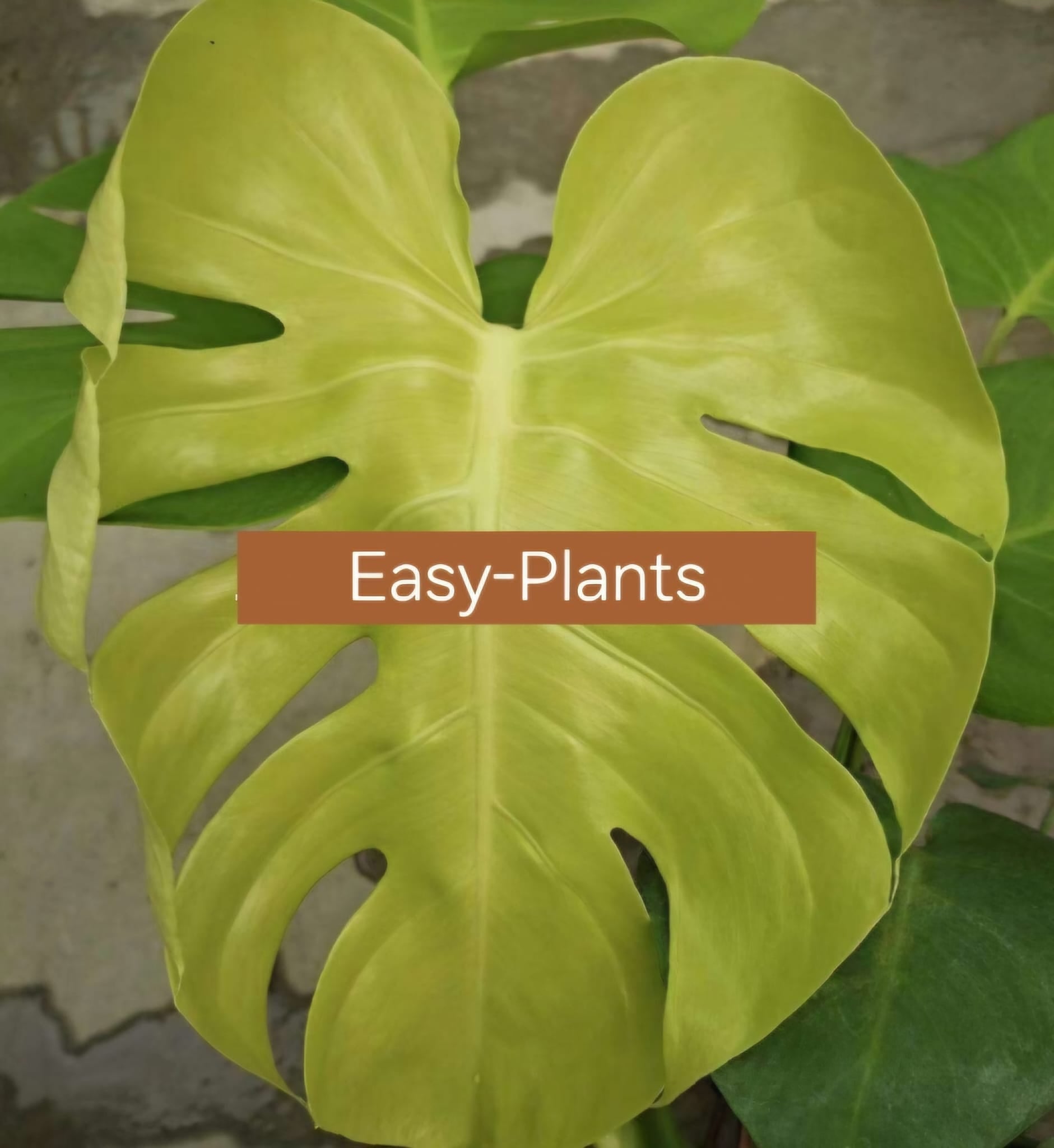 TC Pflanze im Beutel/ Alocasia/ Monstera