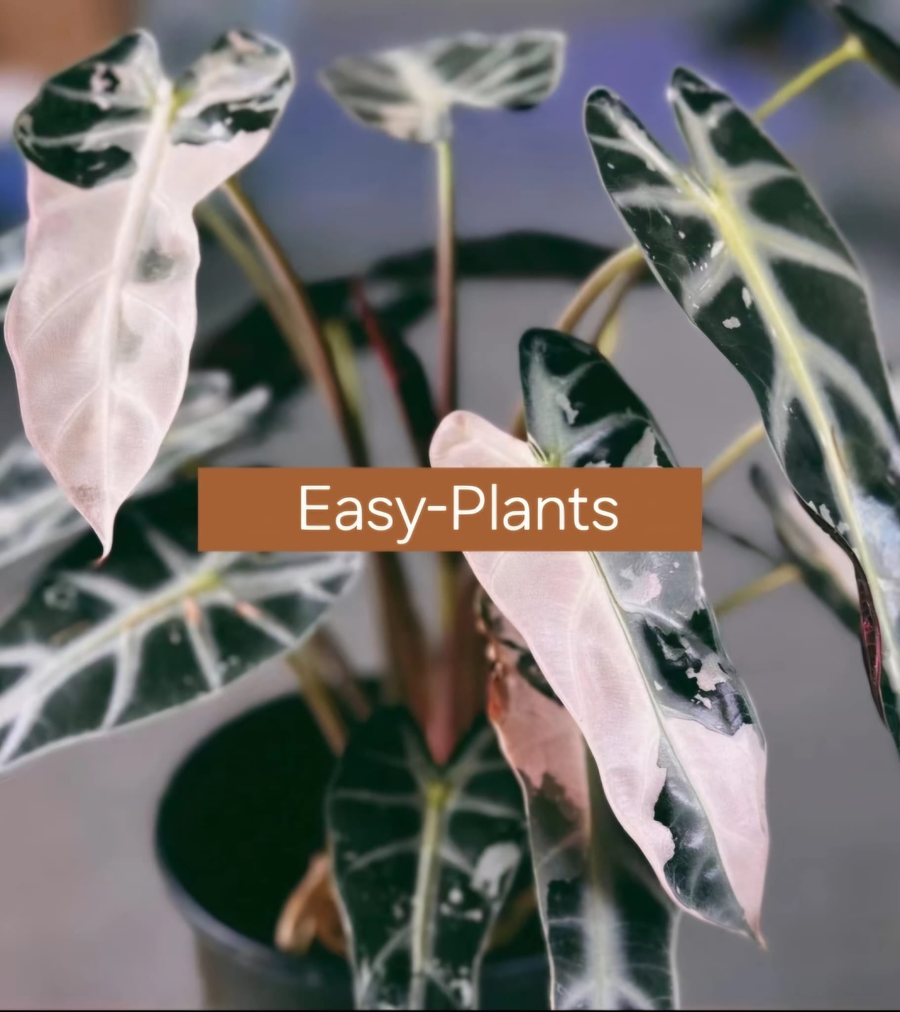 TC Pflanze im Beutel/ Alocasia/ Monstera