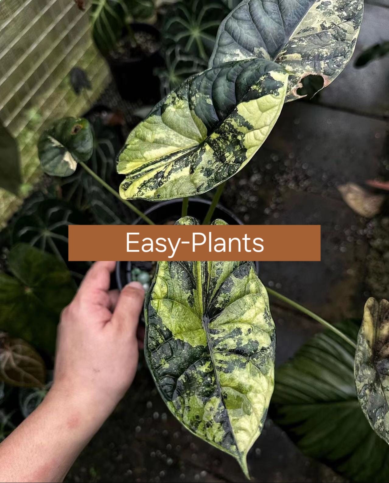 TC Pflanze im Beutel/ Alocasia/ Monstera