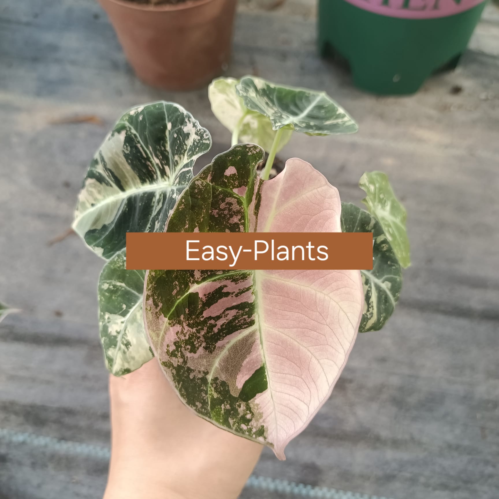 TC Pflanze im Beutel/ Alocasia/ Monstera