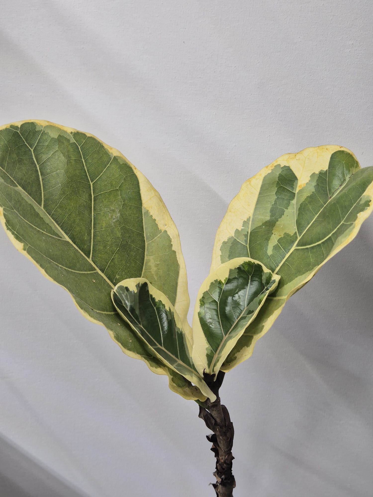 Ficus Lyrata Variegata