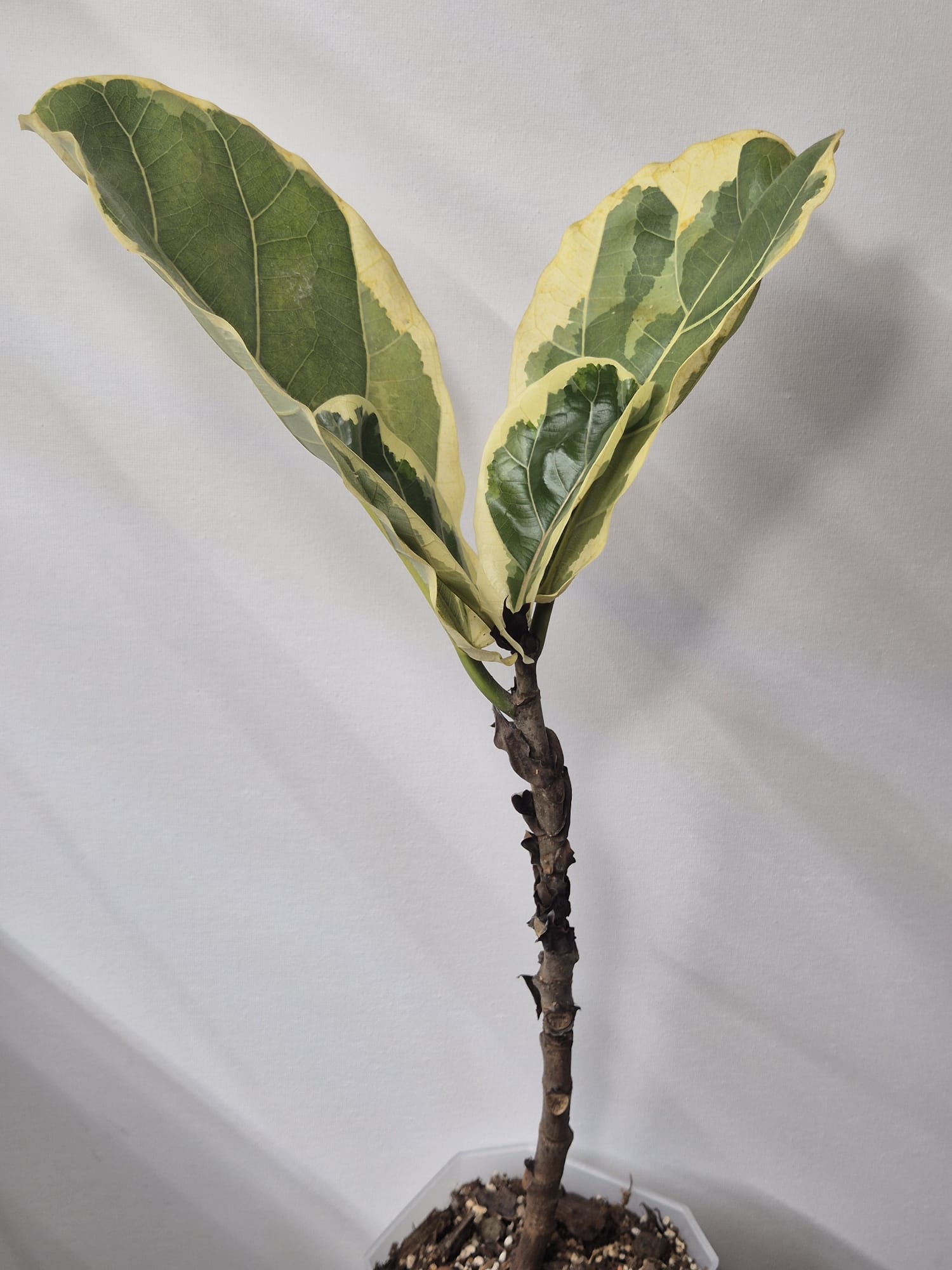 Ficus Lyrata Variegata