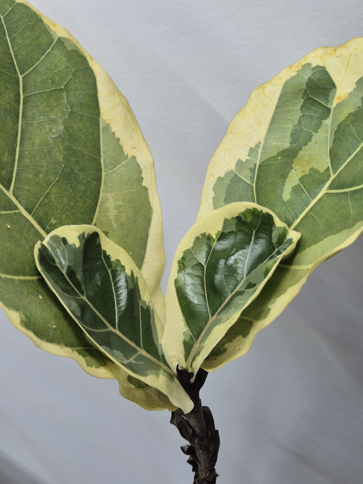 Ficus Lyrata Variegata