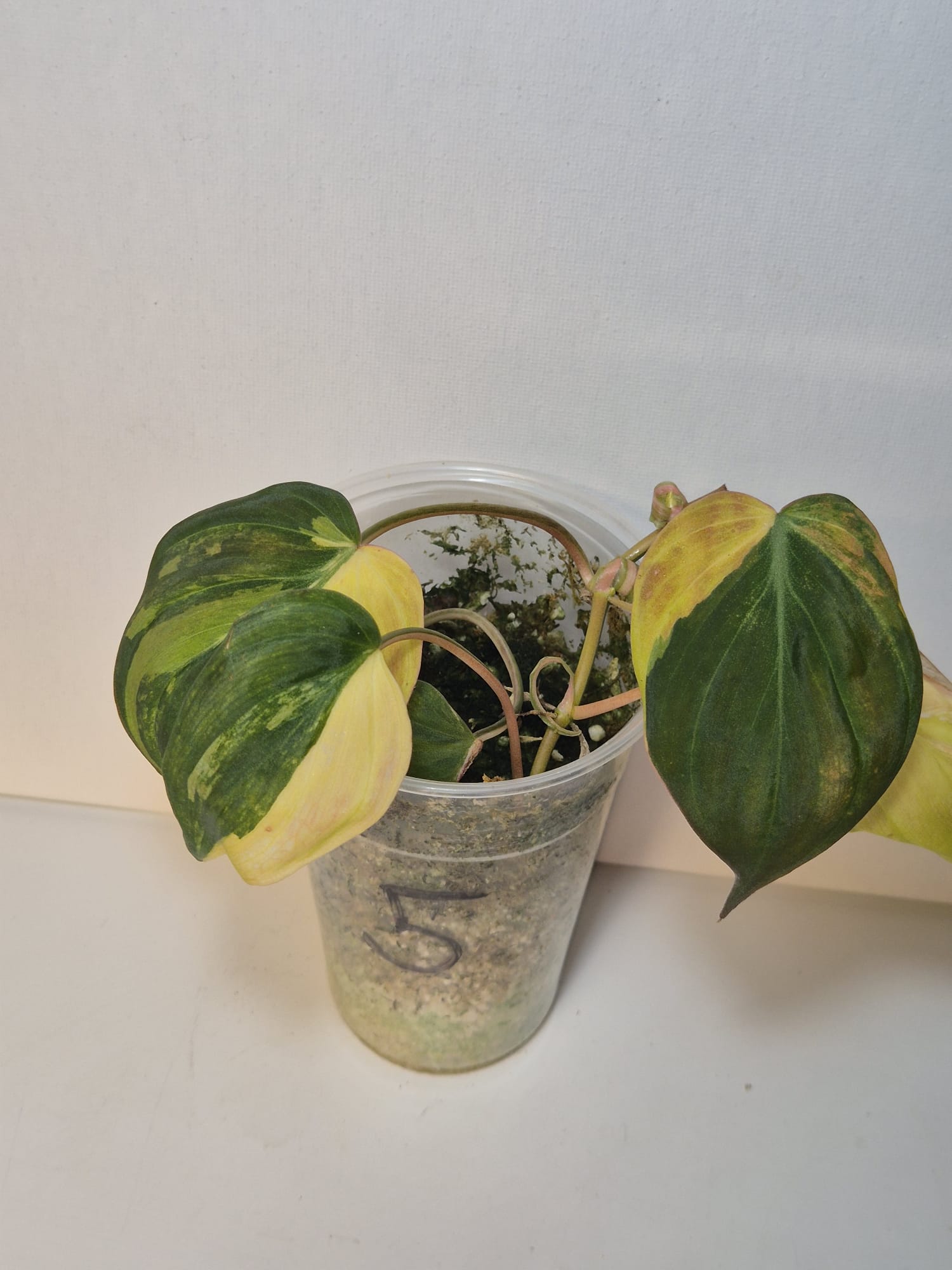 Philodendron Micans Variegata