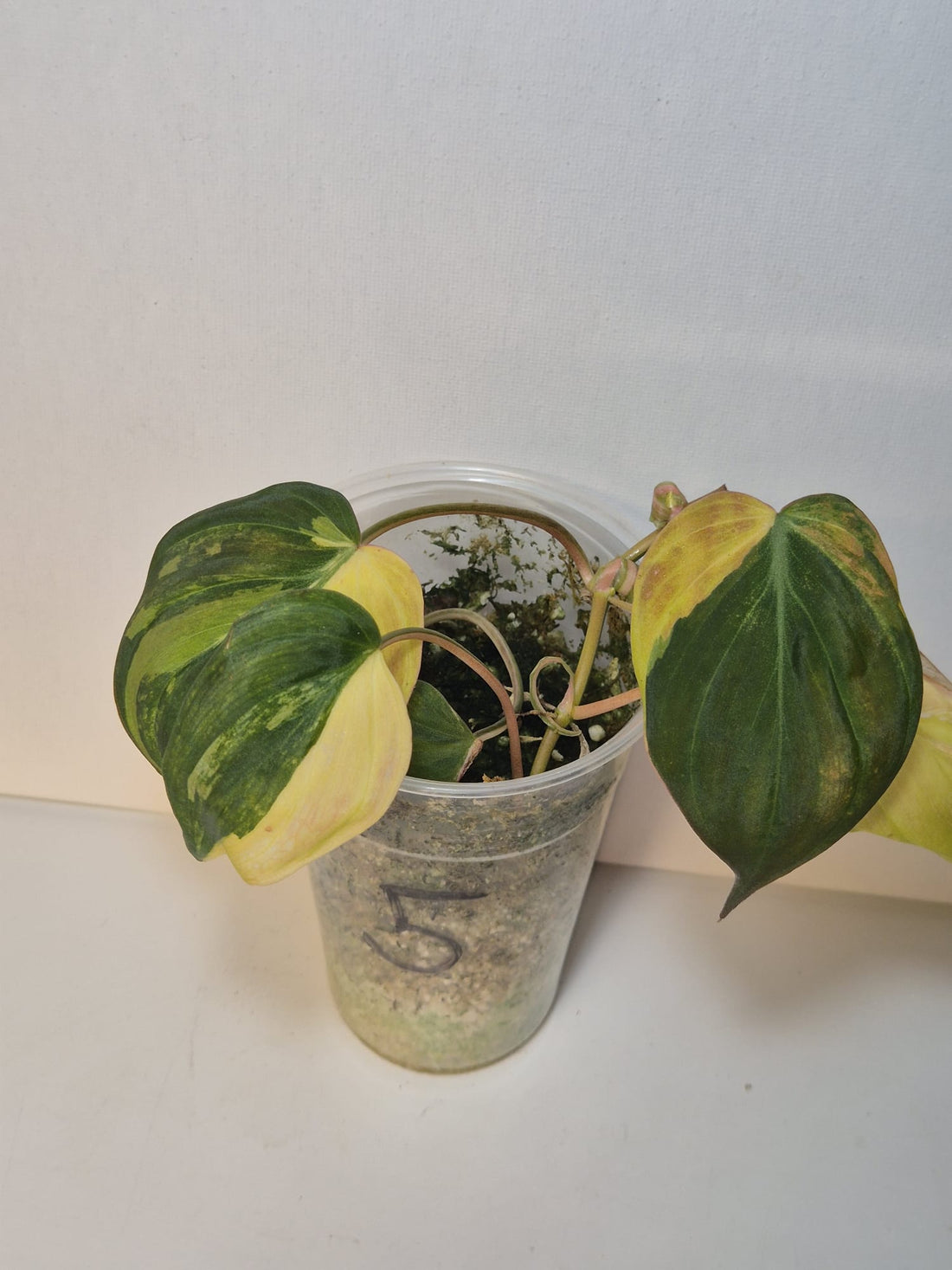 Philodendron Micans Variegata