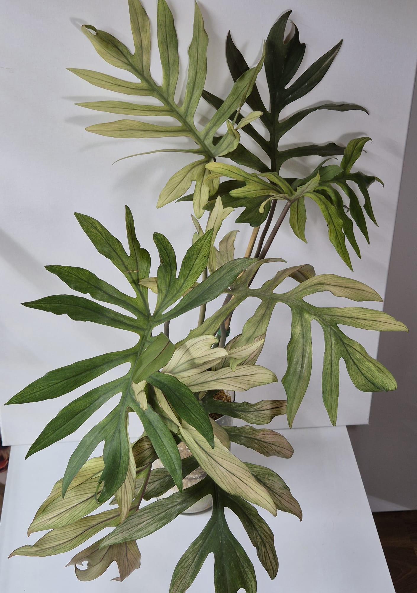 Philodendron Squamiferum x Mayoi