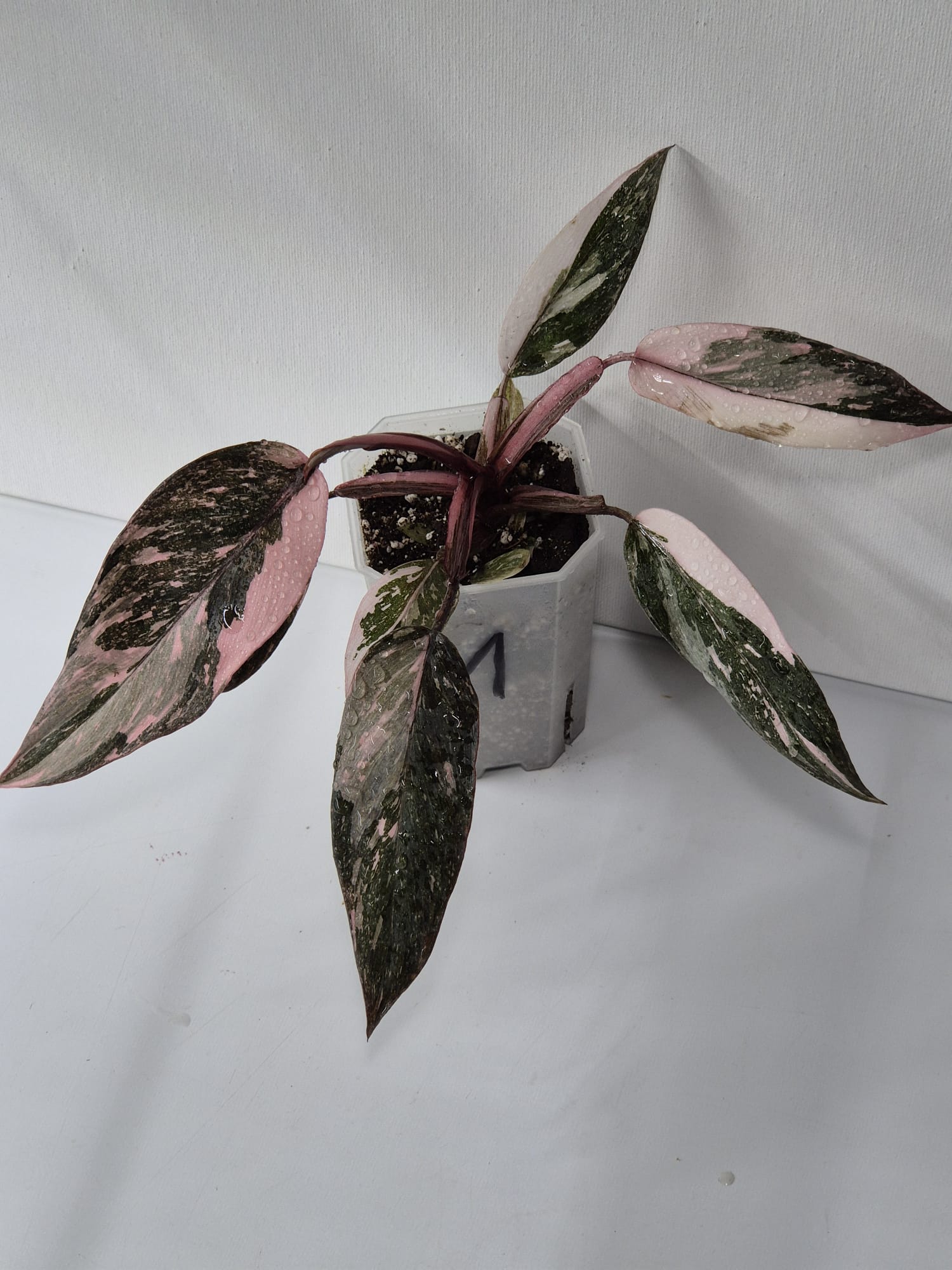 Philodendron Pink Princess Galaxy – dekorative Zimmerpflanze mit einzigartigem Farbspiel