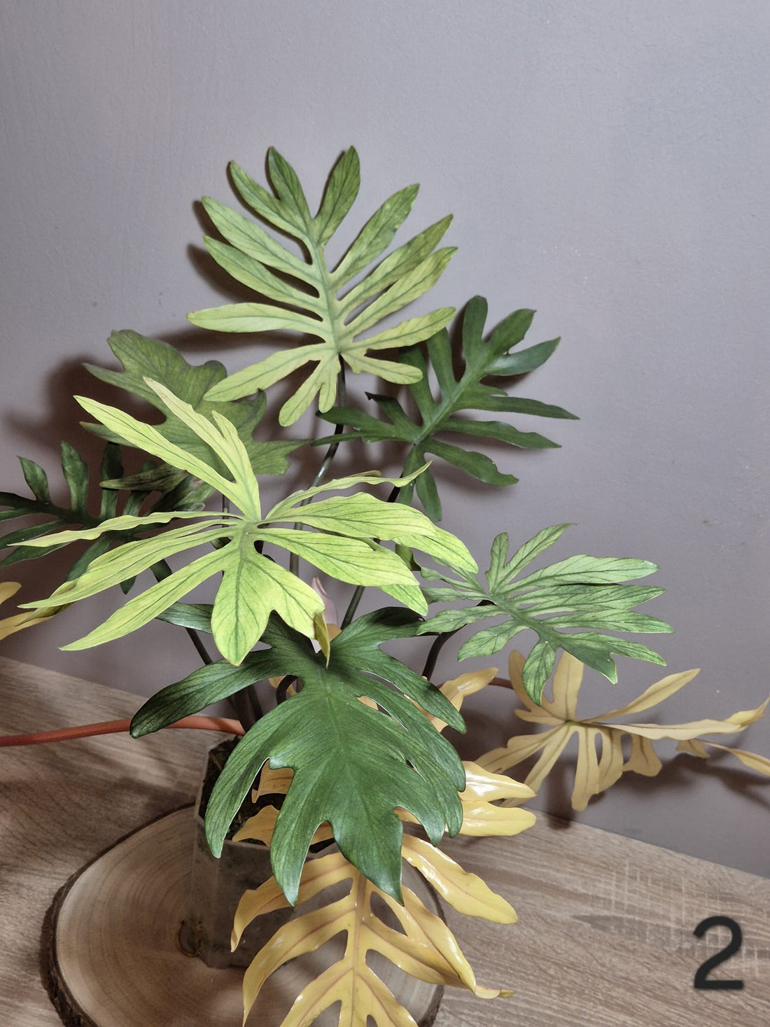 Philodendron Squamiferum x Mayoi