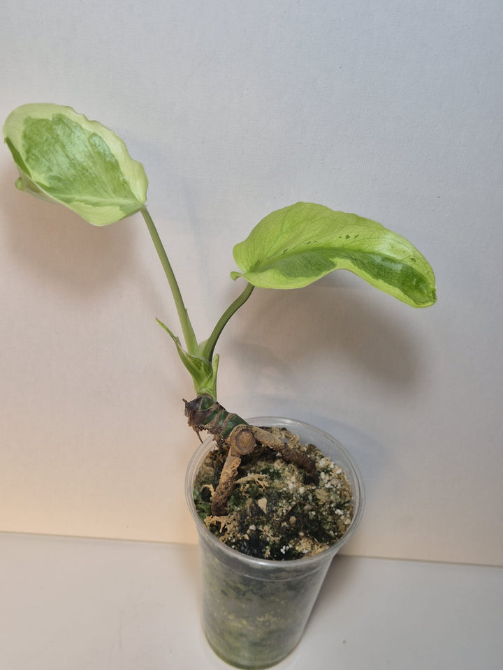 Monstera Flamicito