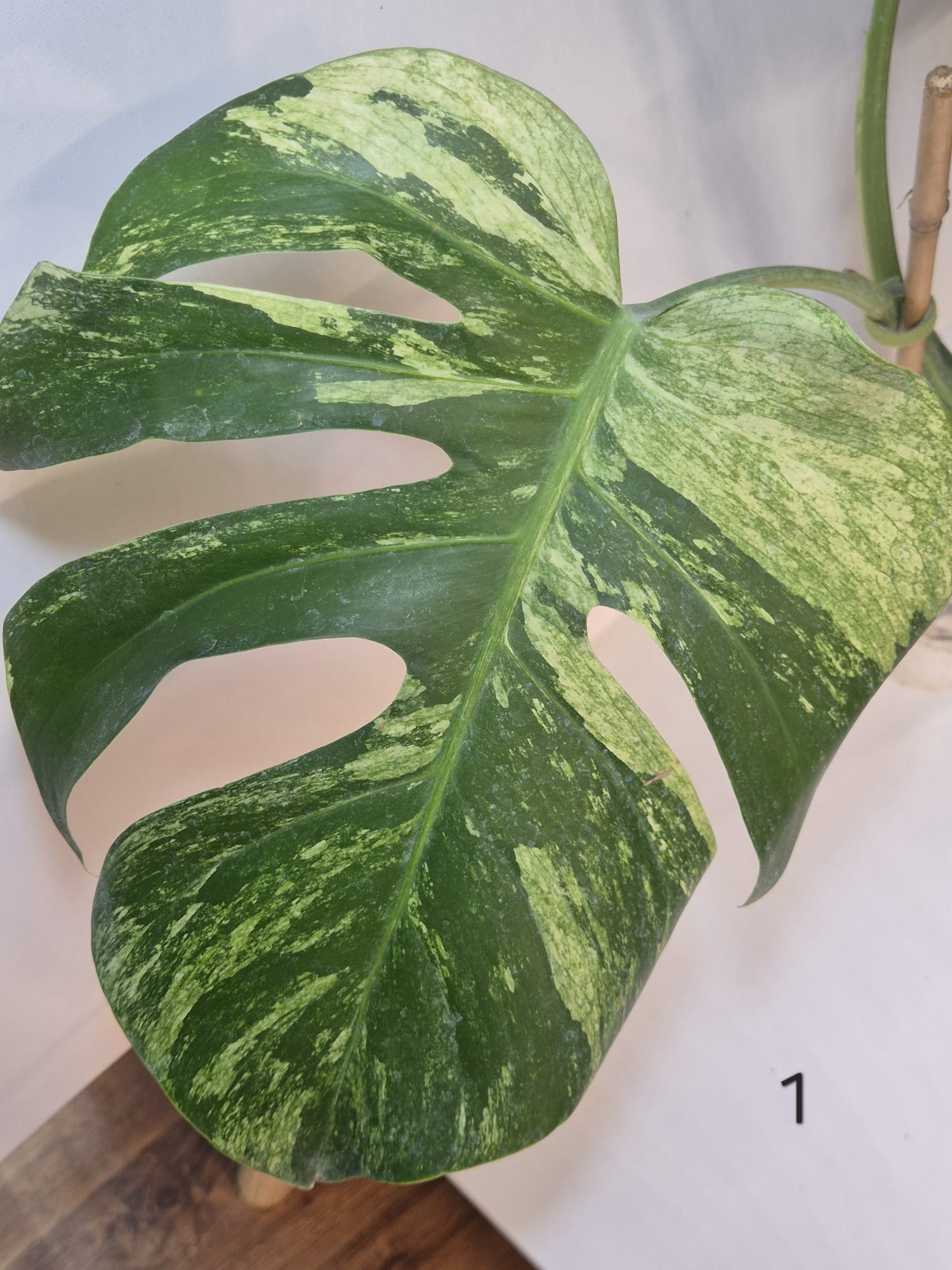 Monstera Jungle Mint – Kopfsteckling, gut etabliert