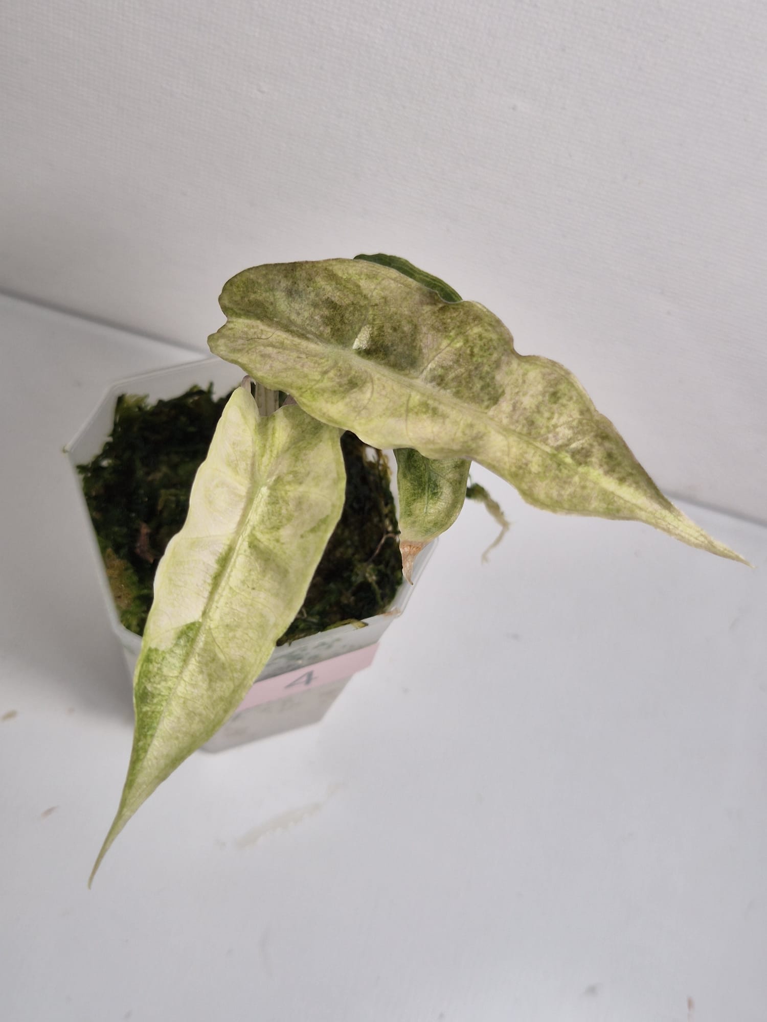 Alocasia Polly Variegata