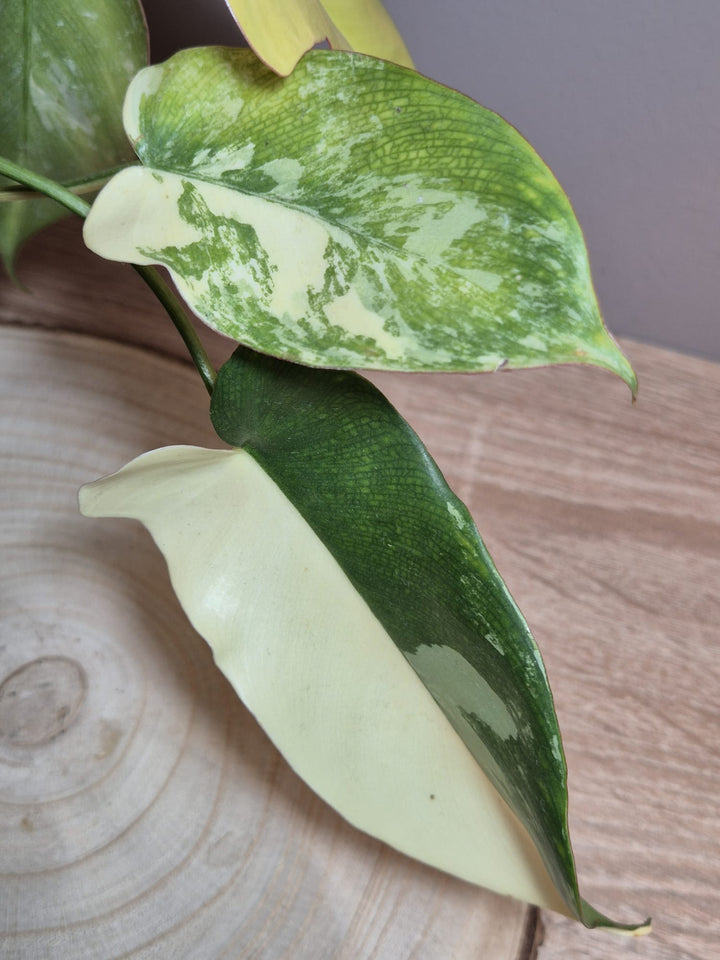 Philodendron Florida Beauty x Paraiso Verde Variegata