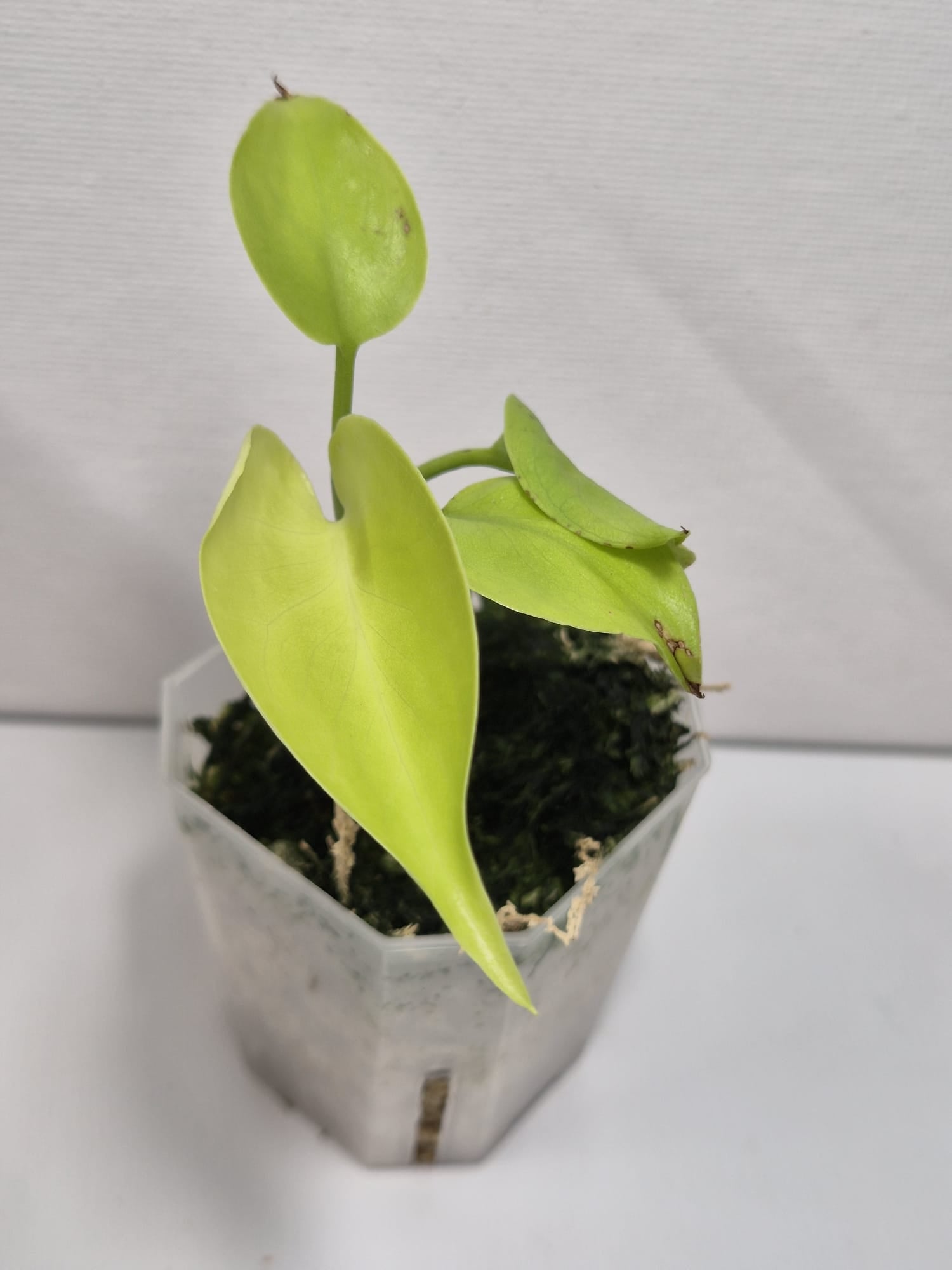 Monstera Full Cheese/ Lemon Lime