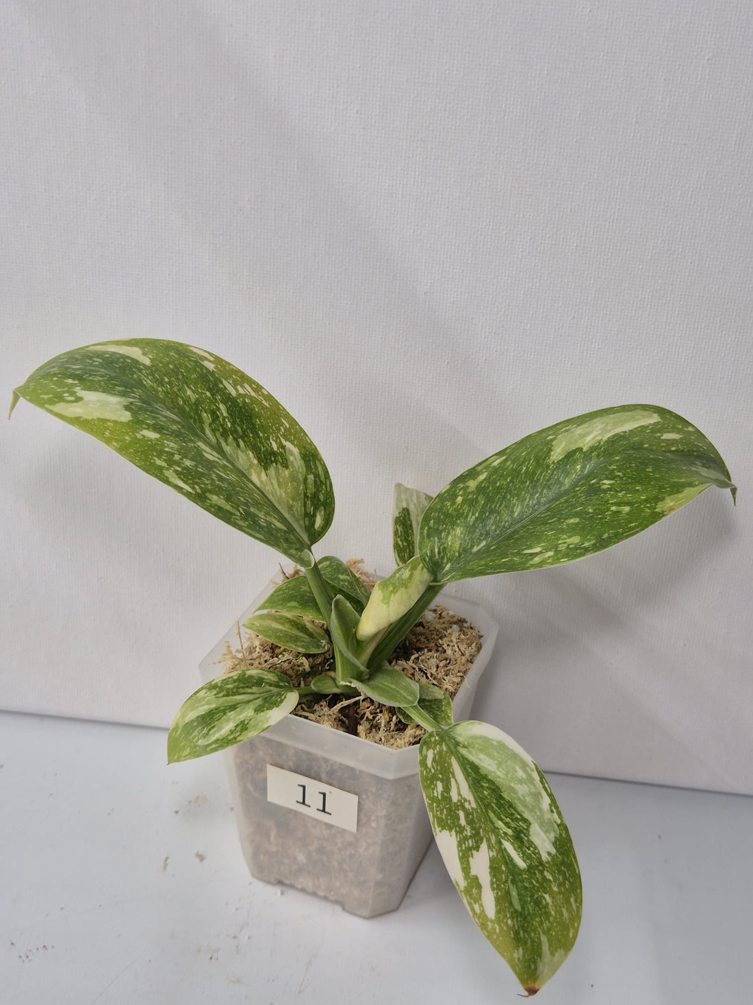Philodendron Green Congo Variegata