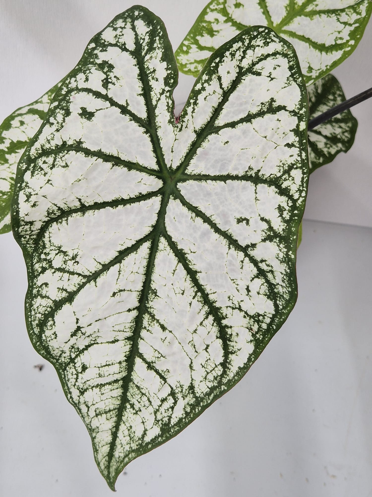 Caladium White Christmas – Eleganz in Weiß und Grün