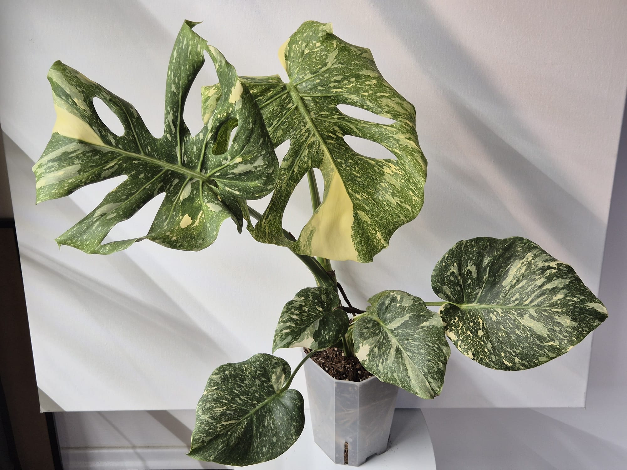 Monstera Thai Constellation