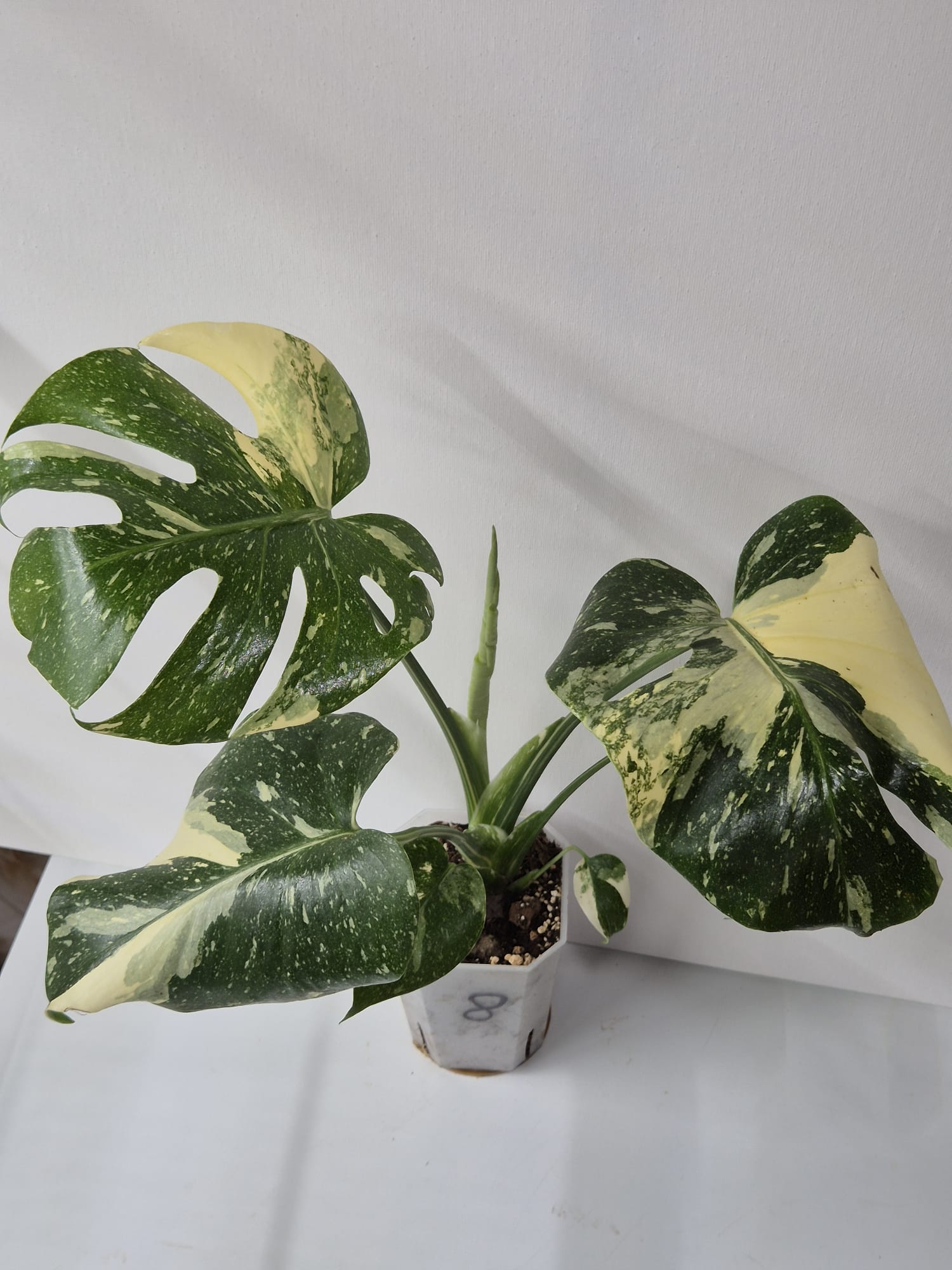 Monstera Thai Constellation – Tropischer Star mit cremeweißer Sternenzeichnung