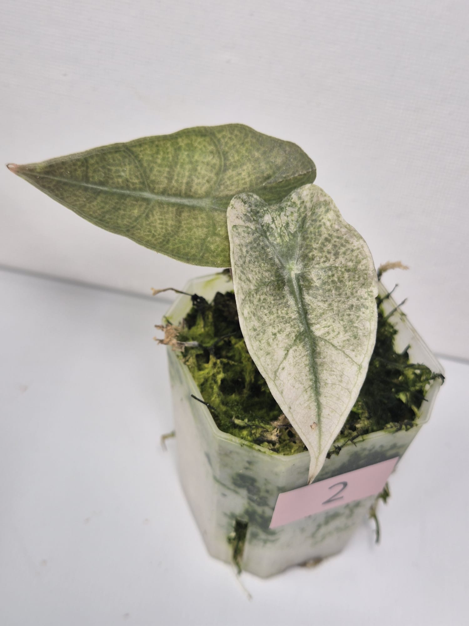 Alocasia Polly Pink Mint/Ghost