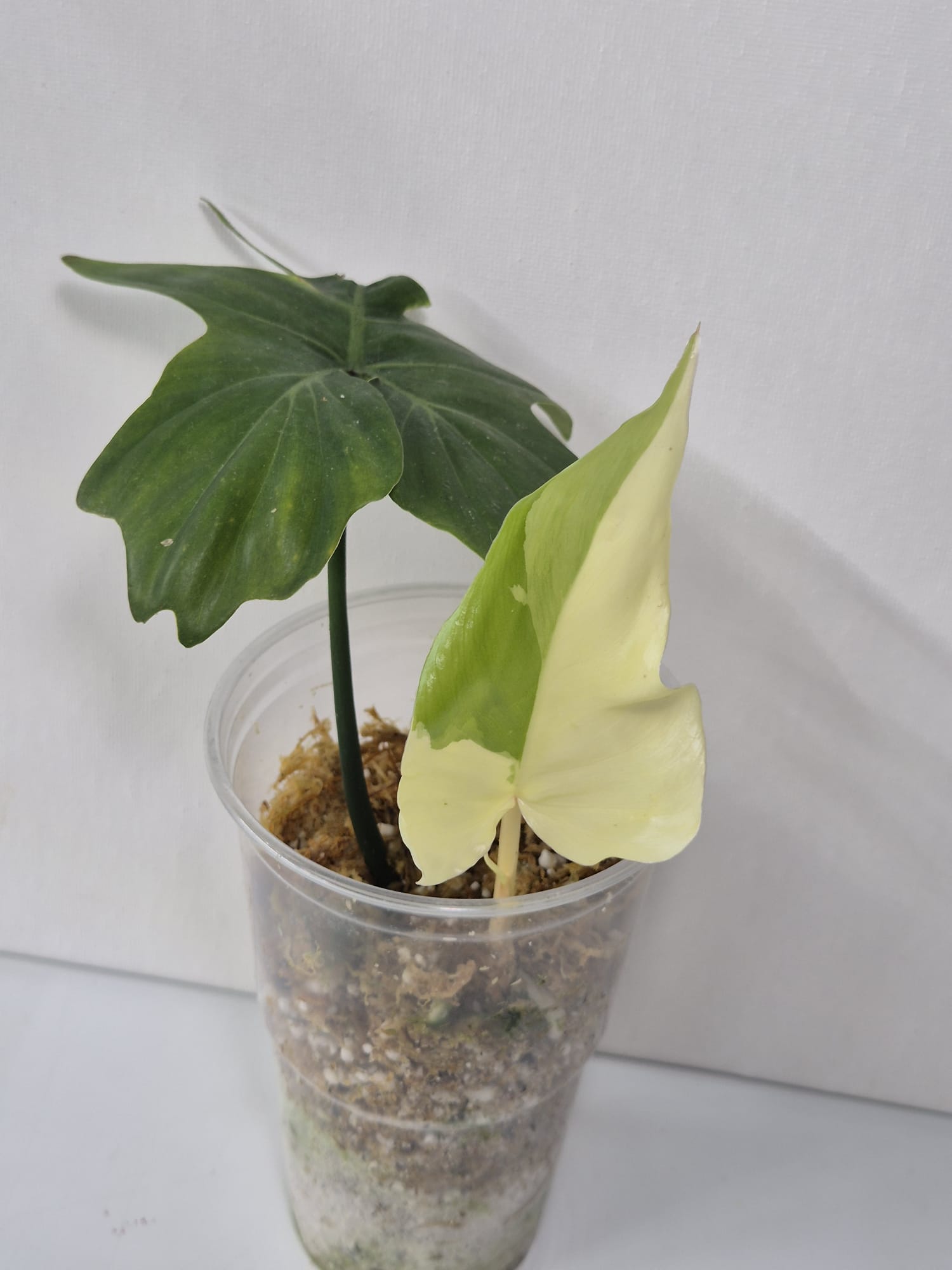 Philodendron Golden Dragon Variegata