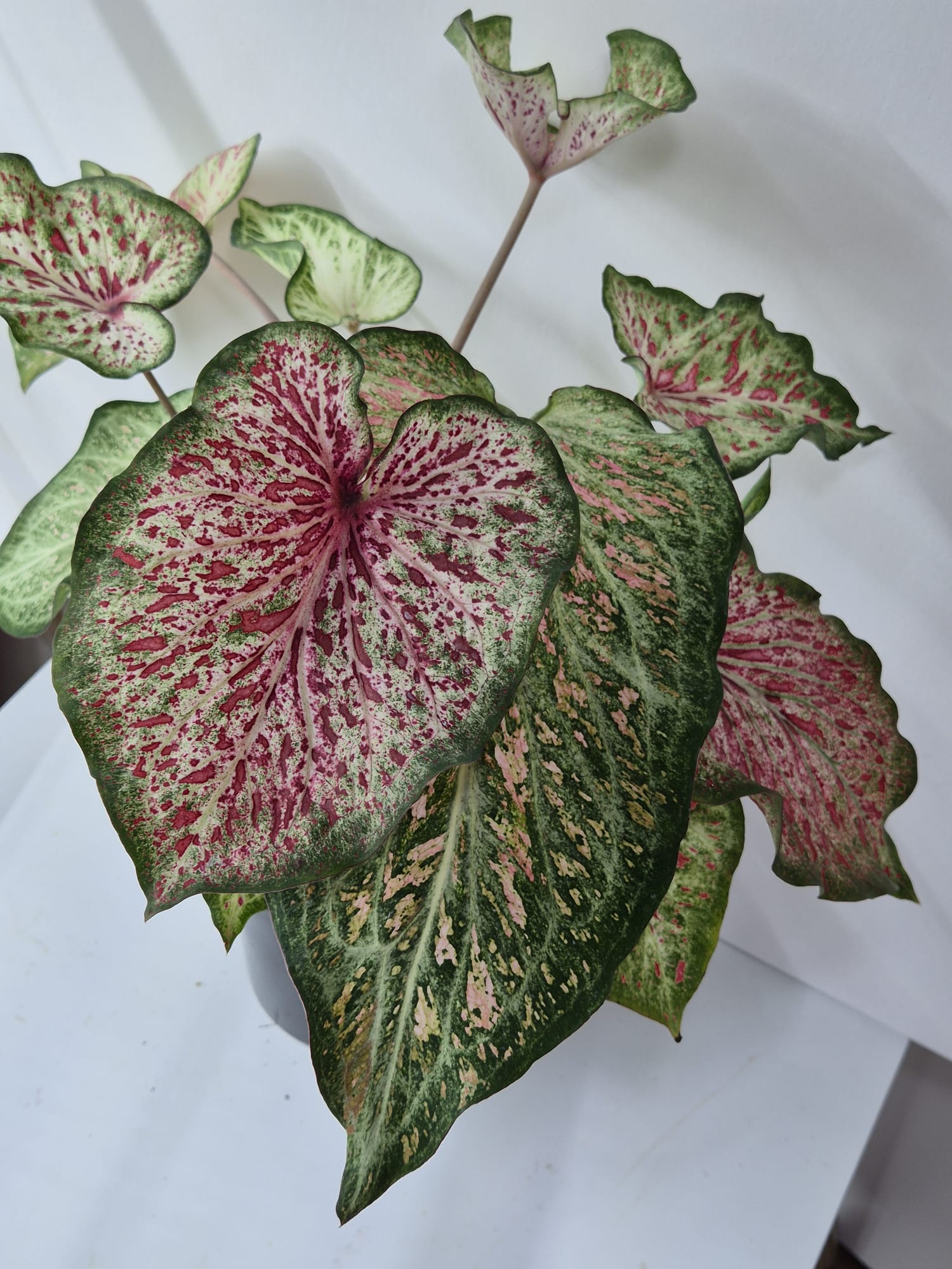 Caladium Gingerland – Zarte Kontraste in Creme, Grün und Pink