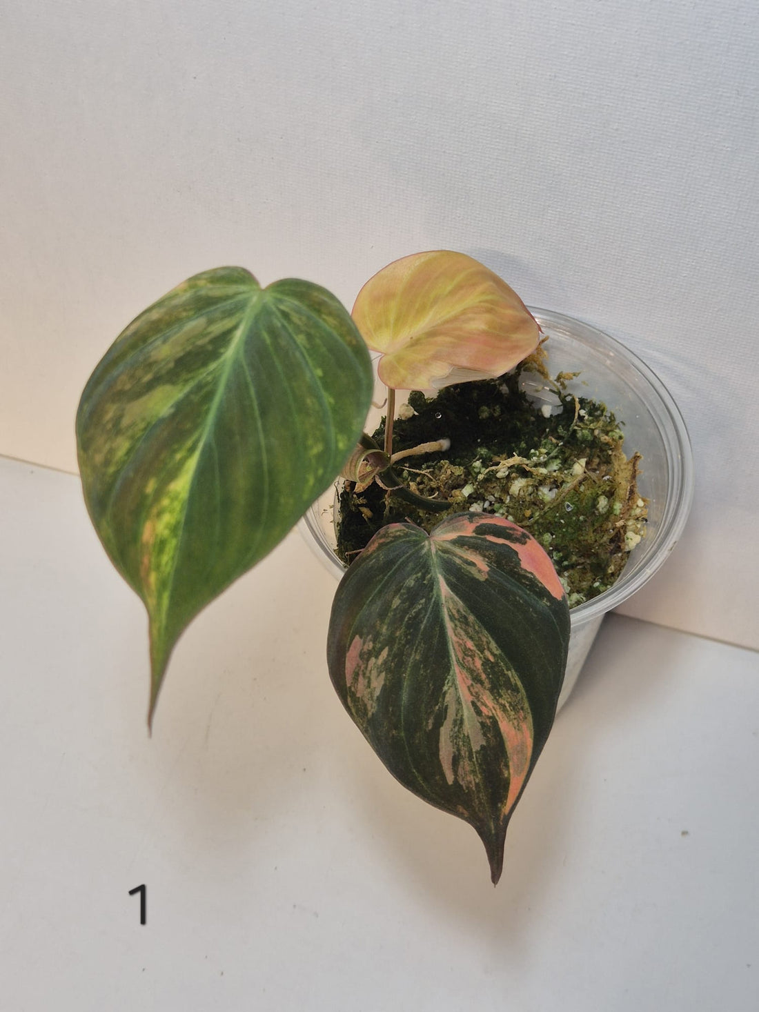 Philodendron Micans Variegata