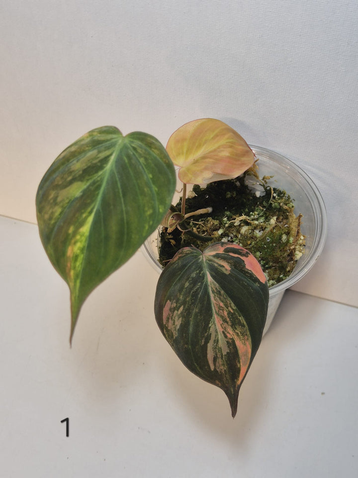 Philodendron Micans Variegata