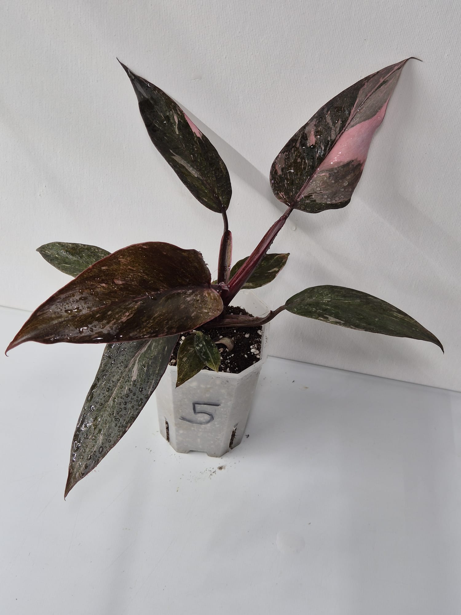 Philodendron Pink Princess Galaxy – dekorative Zimmerpflanze mit einzigartigem Farbspiel