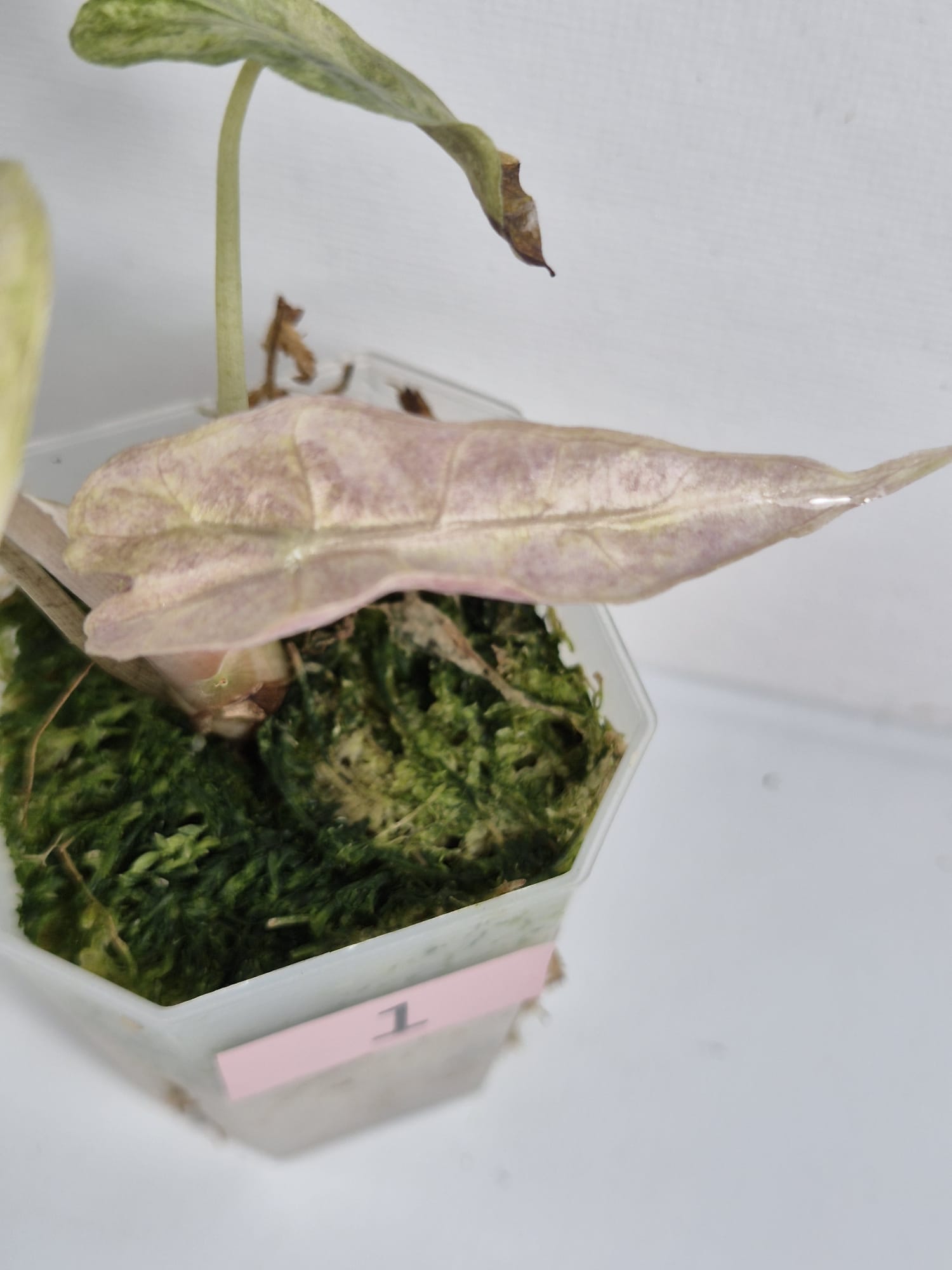 Alocasia Polly Variegata