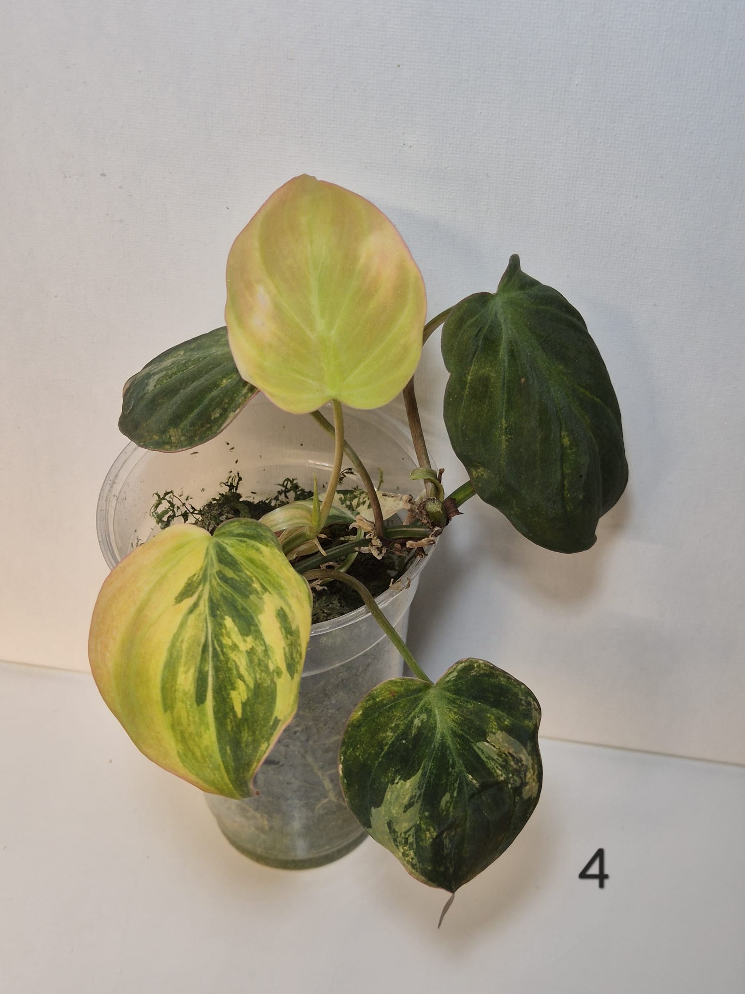 Philodendron Micans Variegata