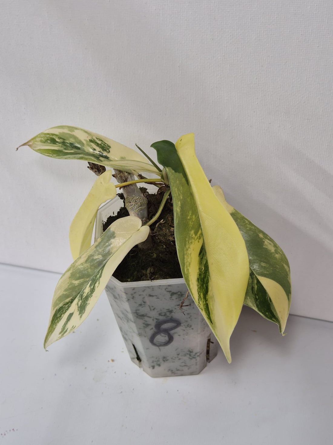 Philodendron Florida Beauty Variegata – Stecklinge + ganze Pflanzen mit attraktiver Panaschierung