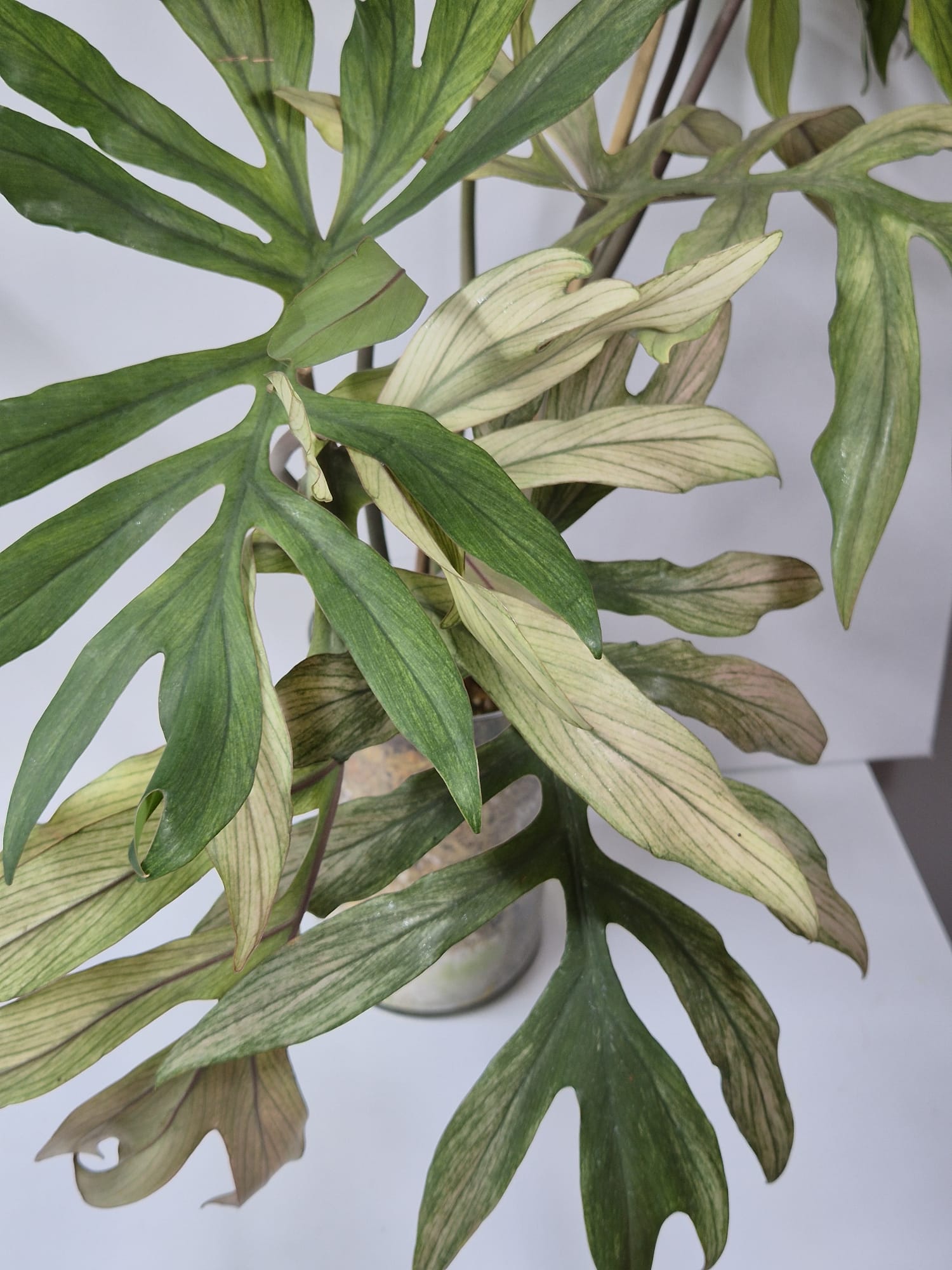 Philodendron Squamiferum x Mayoi