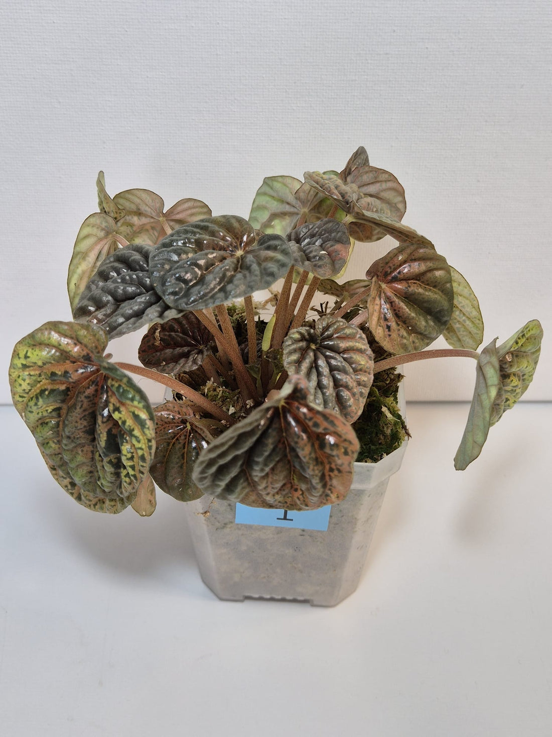 Peperomia Caperata Variegata