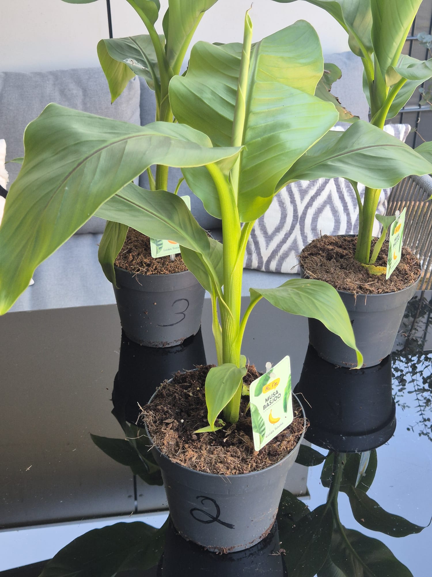 Musa Basjoo kaufen, winterharte Banane, Bananenpflanze Garten, exotische Pflanzen winterhart, Bananenstaude online kaufen, tropische Pflanzen für Terrasse