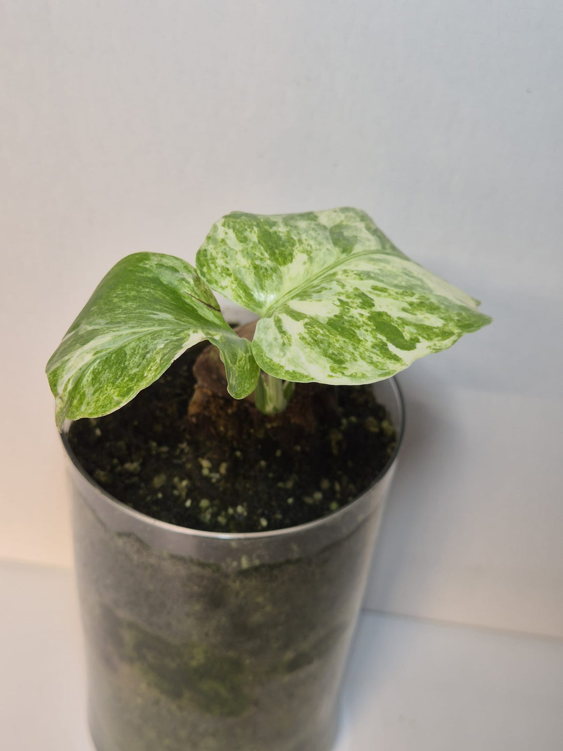 Monstera Deliciosa „Masterpiece“ (Indo)