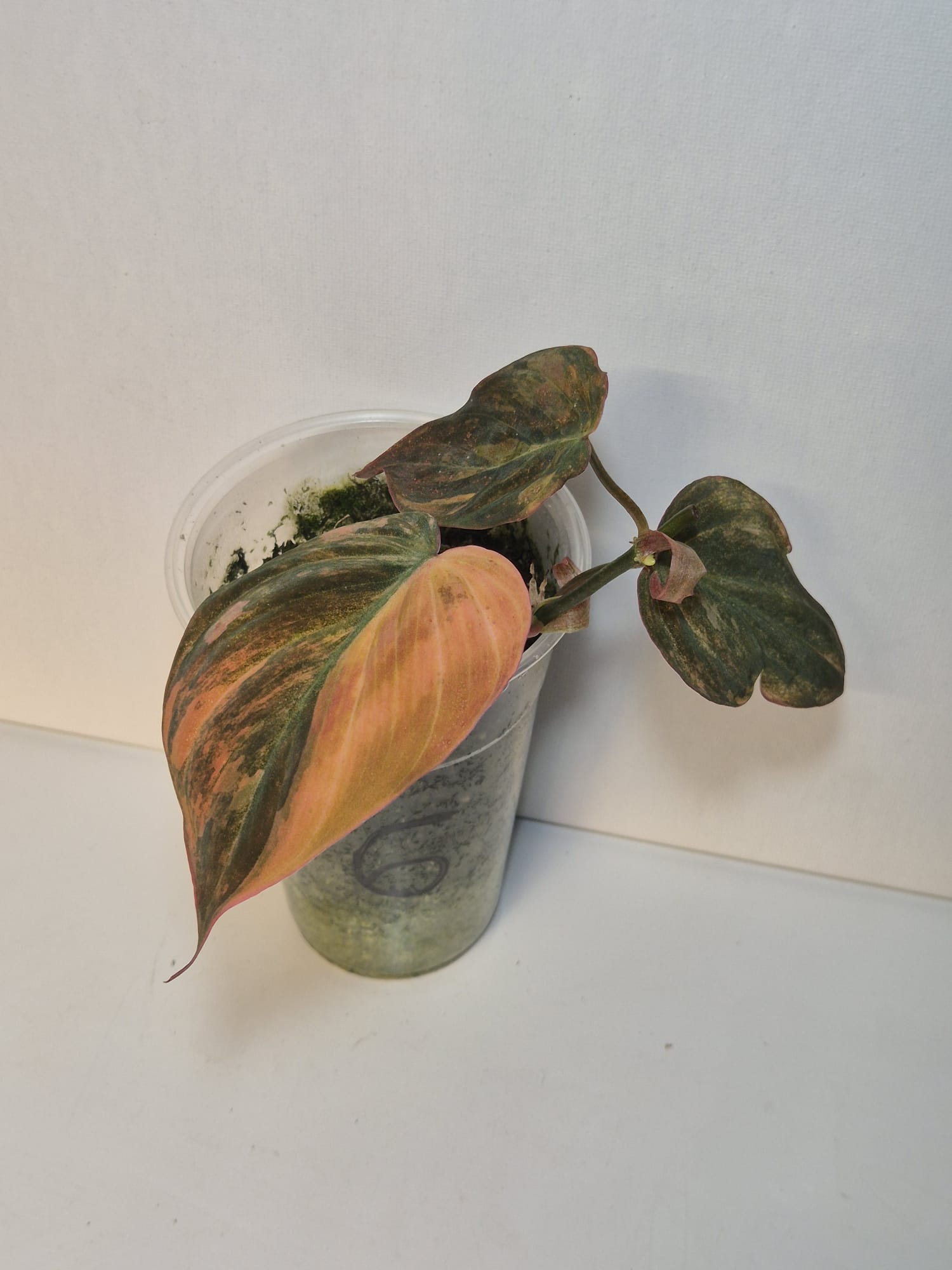 Philodendron Micans Variegata