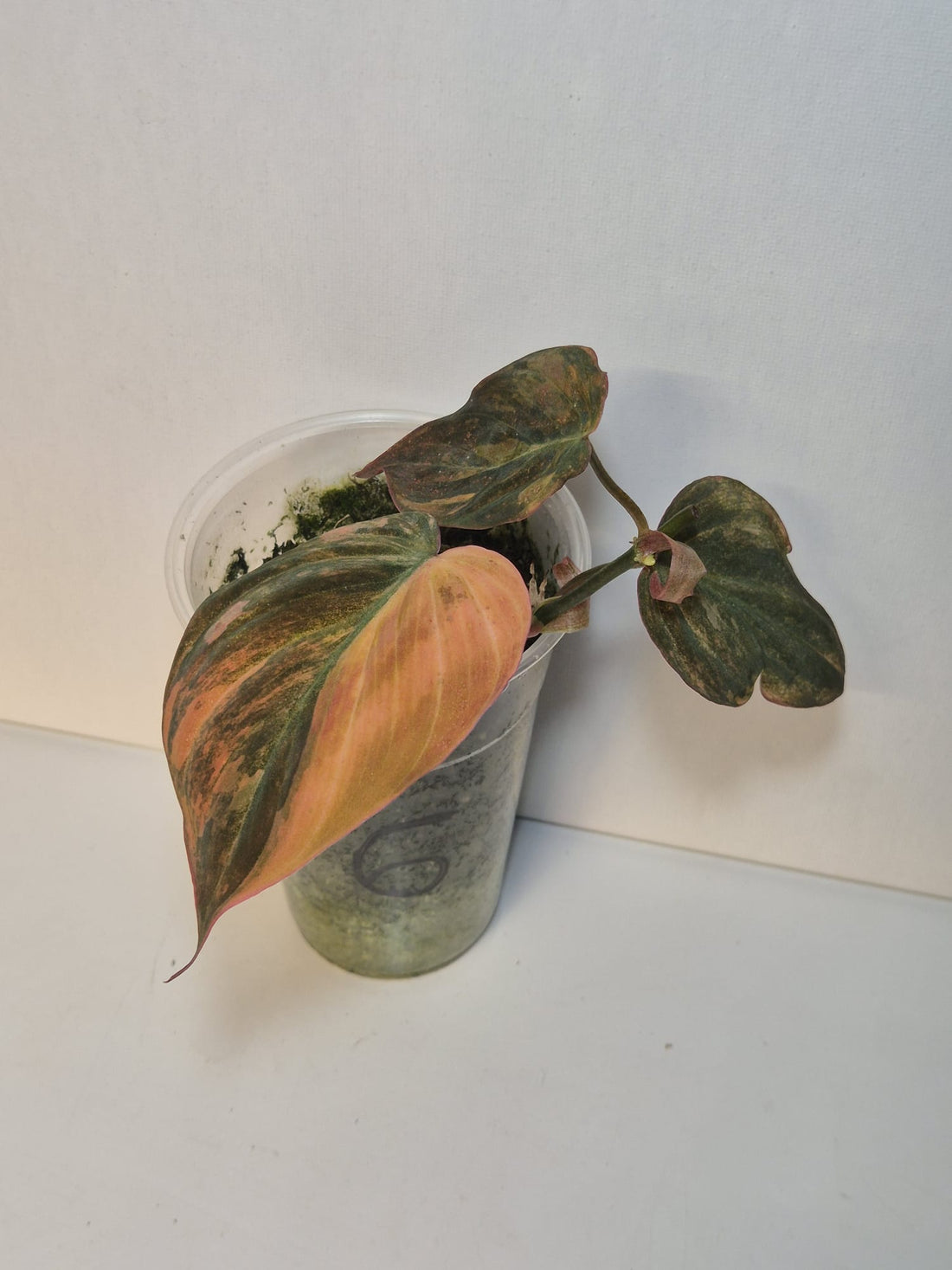 Philodendron Micans Variegata