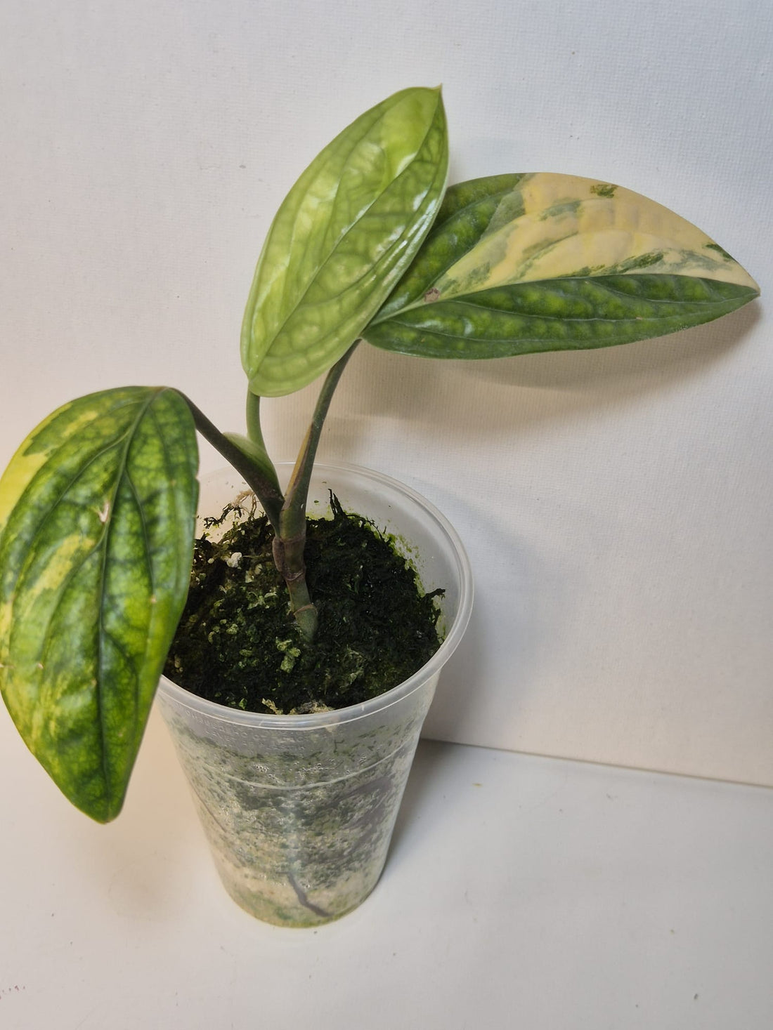 Monstera Karstenianum 'Peru' Variegata